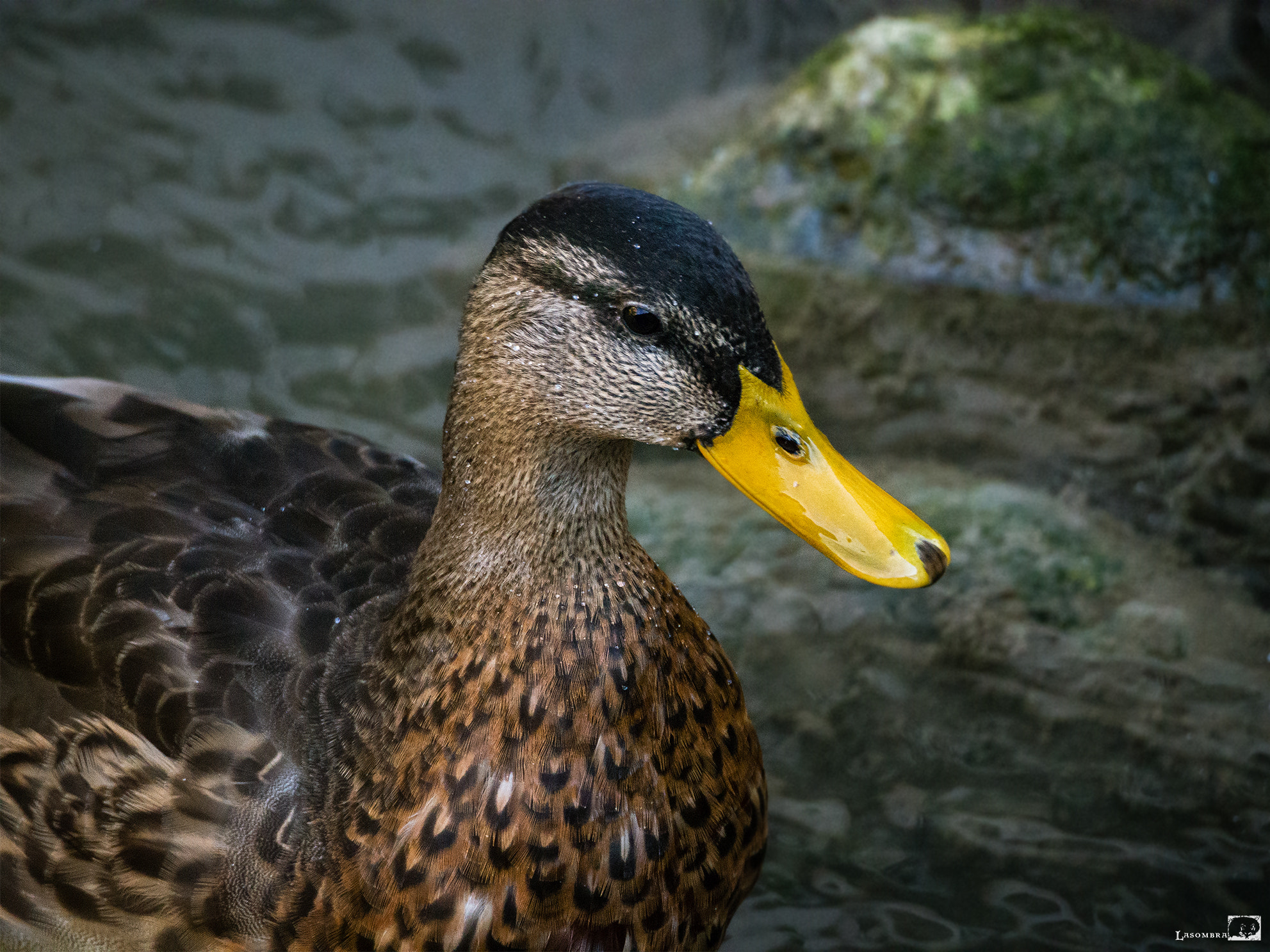 Olympus OM-D E-M10 sample photo. Duck portrait photography