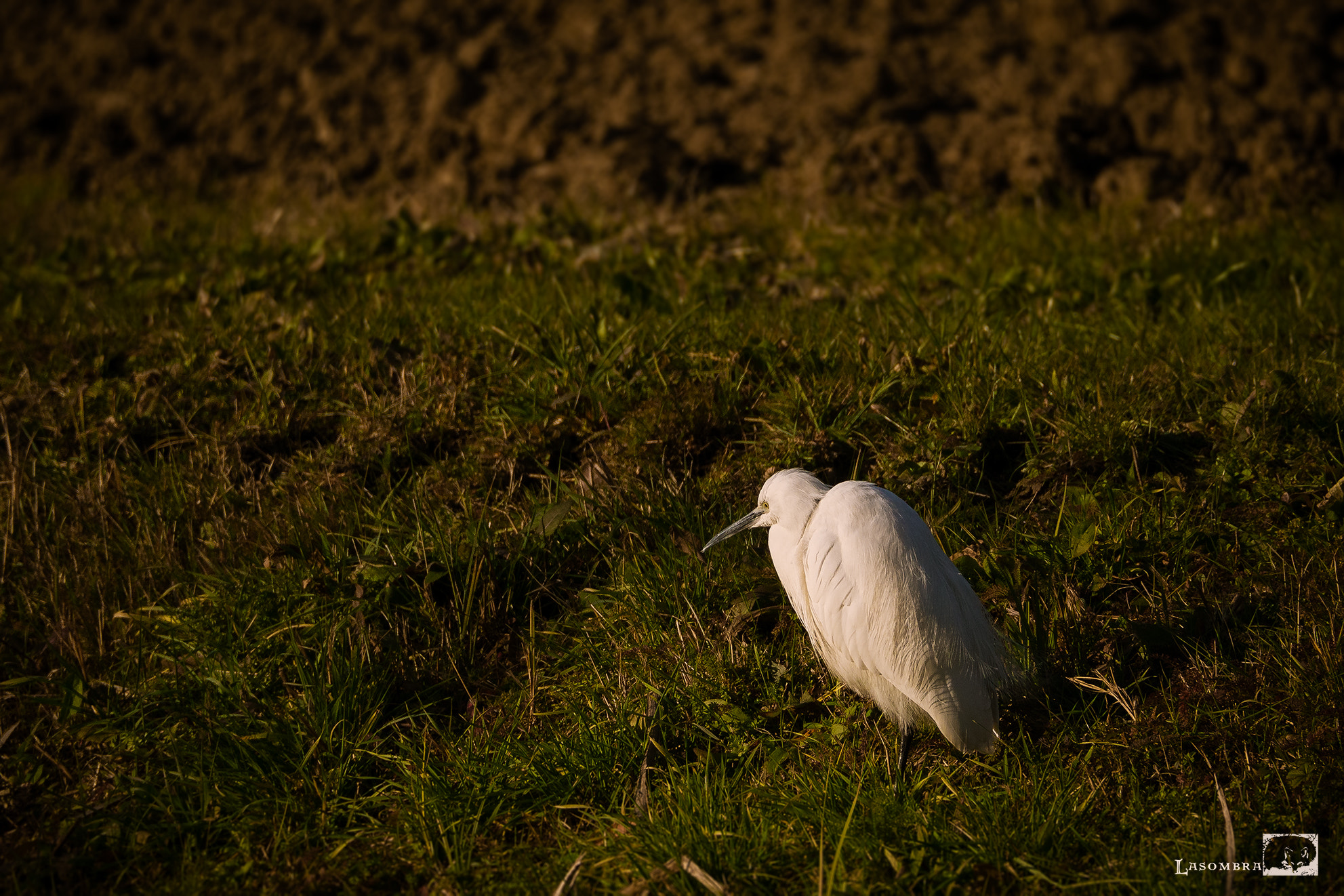 Olympus OM-D E-M10 sample photo. Egrets photography