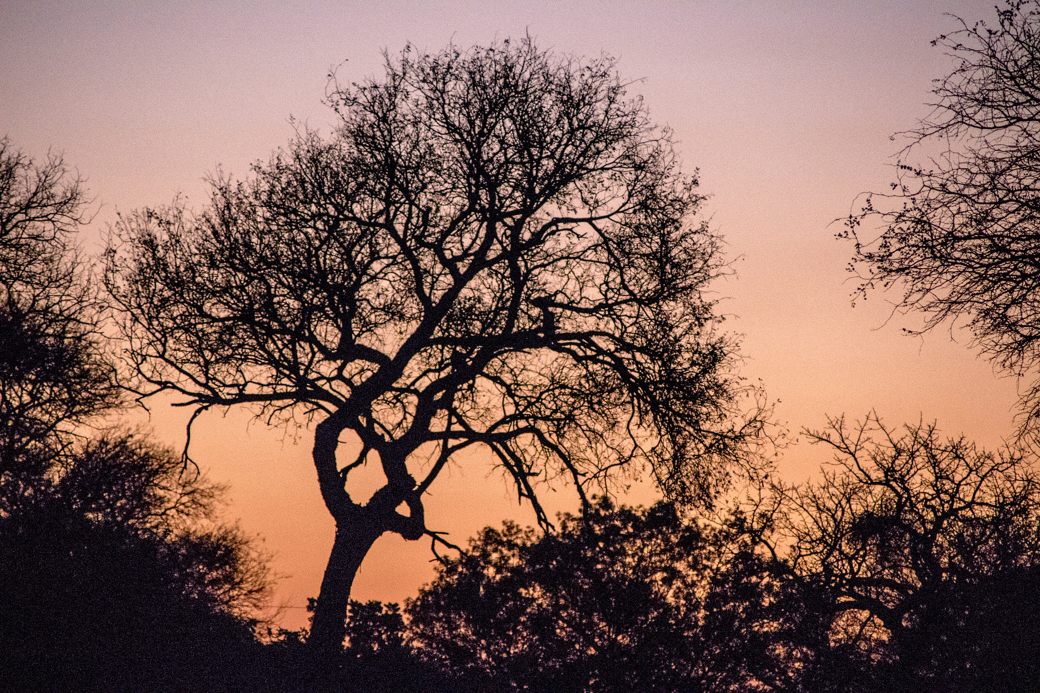 Canon EOS 100D (EOS Rebel SL1 / EOS Kiss X7) + Canon TS-E 90mm F2.8 Tilt-Shift sample photo. Coucher de soleil sur la savane photography