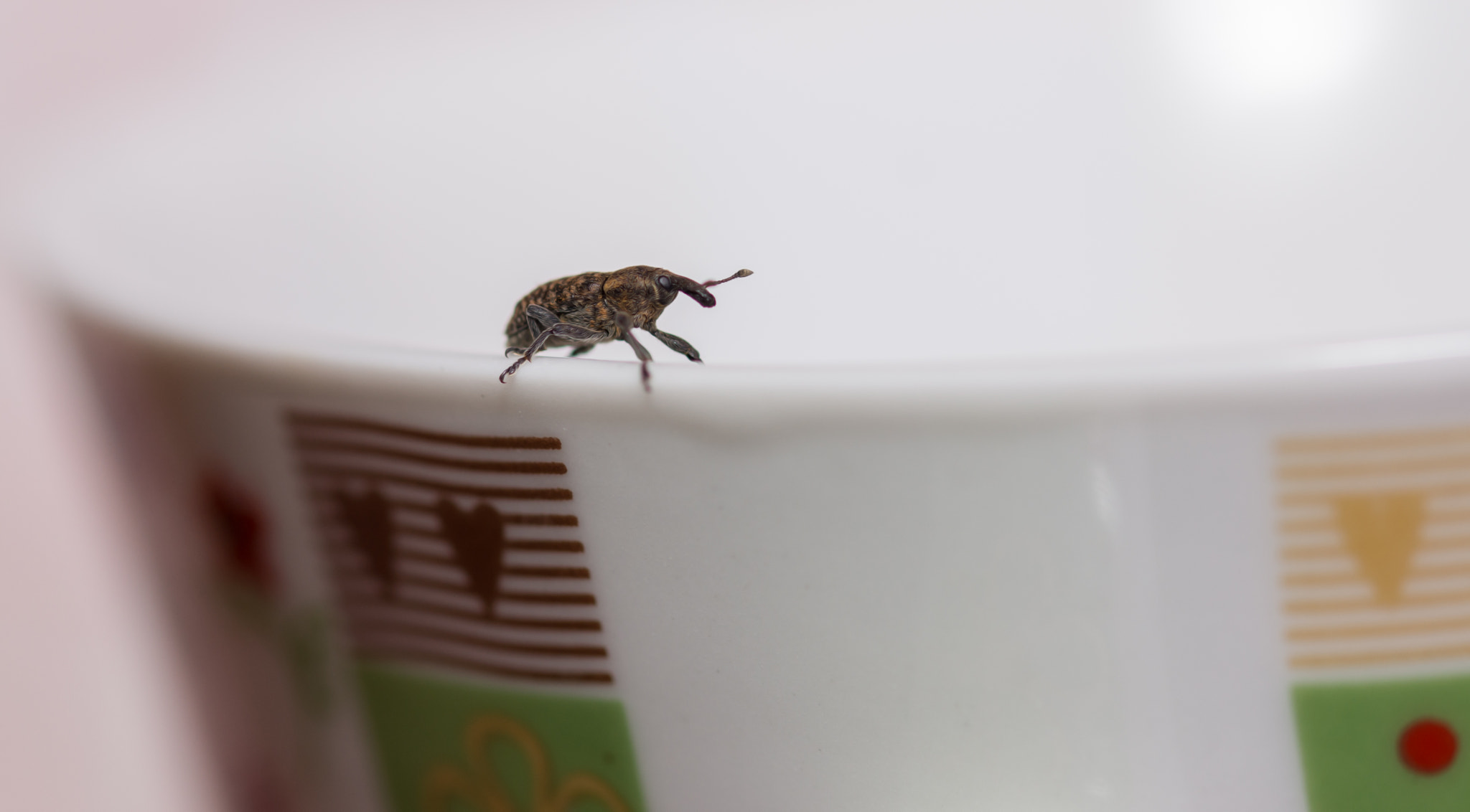 Sony SLT-A77 + 105mm F2.8 sample photo. Living on the edge photography