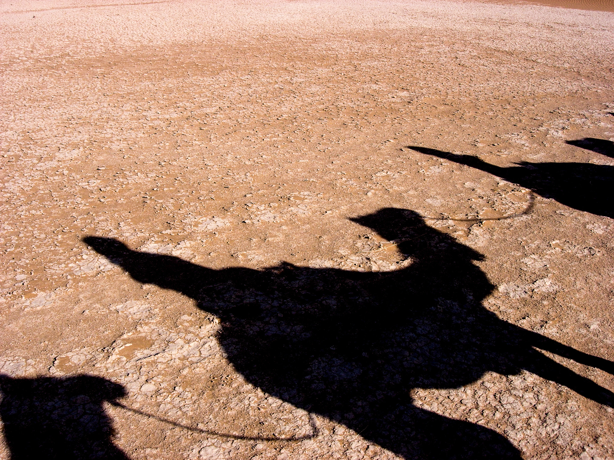 Nikon E5200 sample photo. Dromedary shadow photography