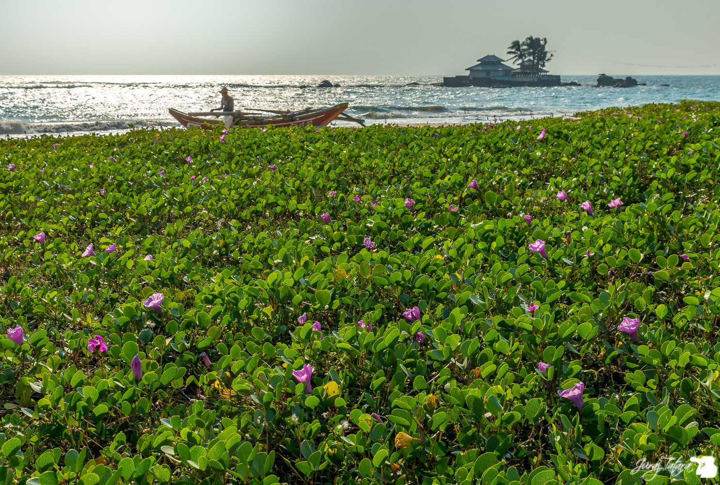 Tamron SP 24-70mm F2.8 Di VC USD sample photo. Sri lanka photography