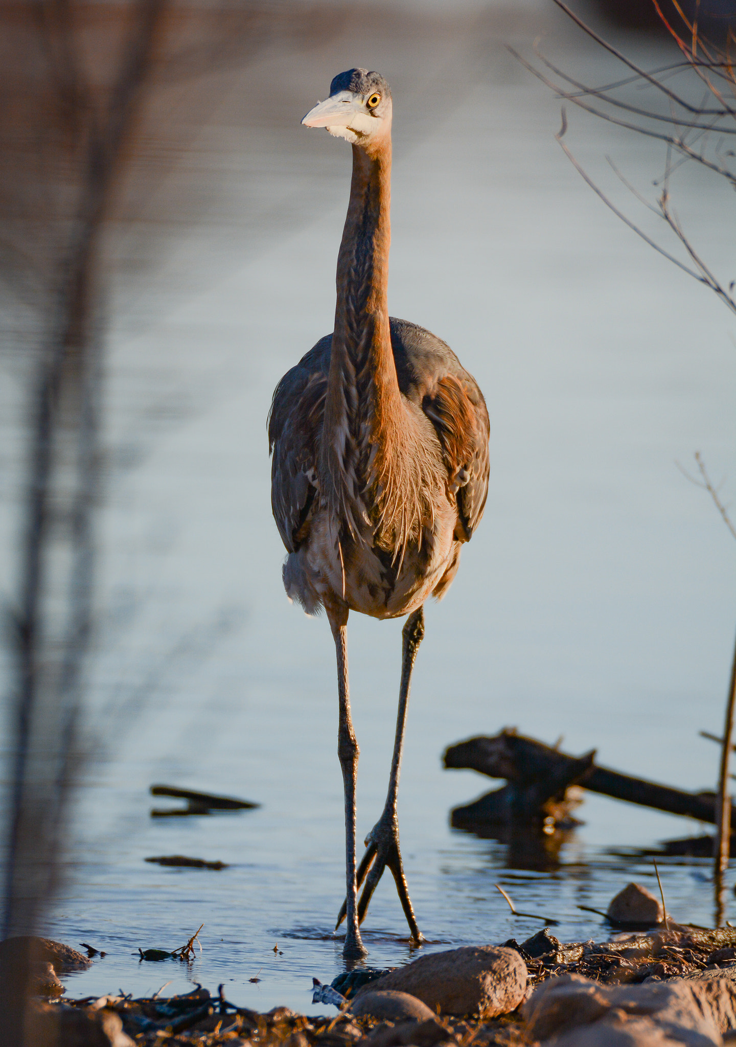 Sigma 150-600mm F5-6.3 DG OS HSM | S sample photo. Looking for food photography