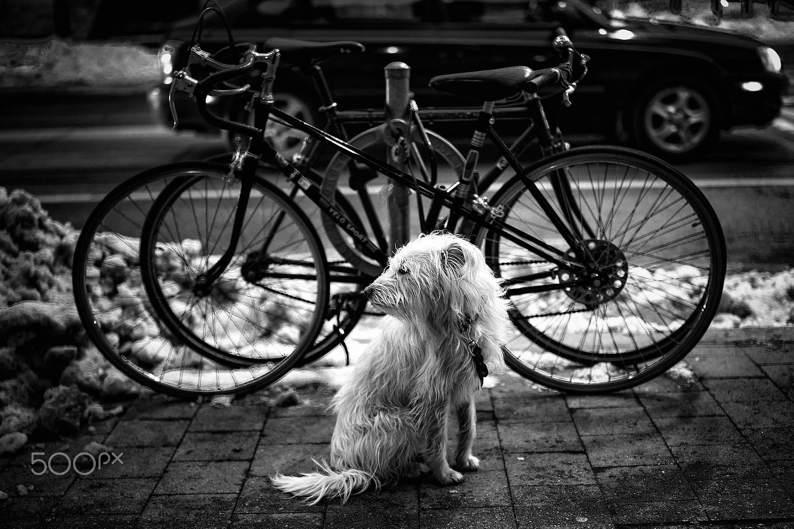 Tamron SP 45mm F1.8 Di VC USD sample photo. Velosport photography
