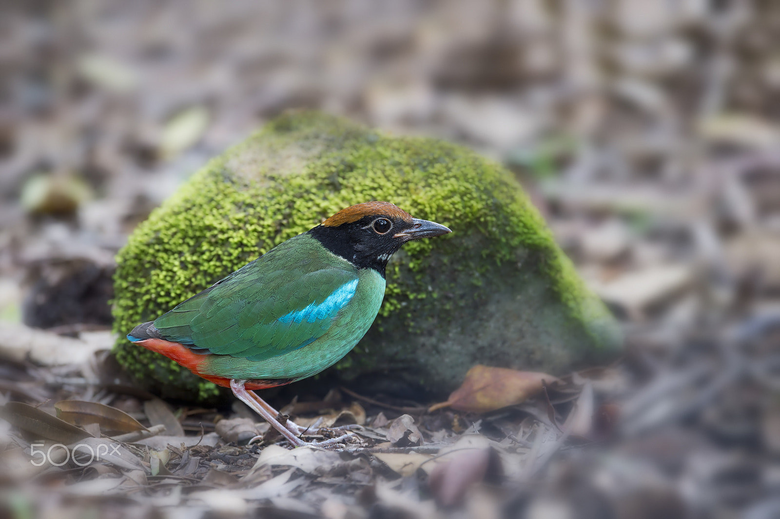 Nikon D4 + Nikon AF-S Nikkor 600mm F4E FL ED VR sample photo. Hooded pitta photography