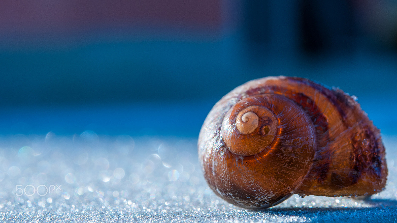 Nikon D300 sample photo. Snail shell photography