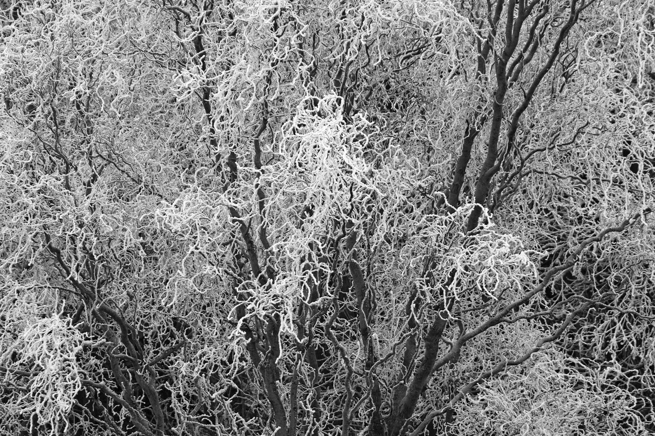 Canon EOS 100D (EOS Rebel SL1 / EOS Kiss X7) + EF75-300mm f/4-5.6 sample photo. First snow photography