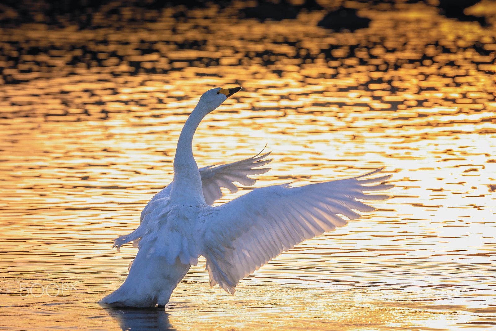 Canon EF 200mm F2.8L II USM sample photo. Brightness photography