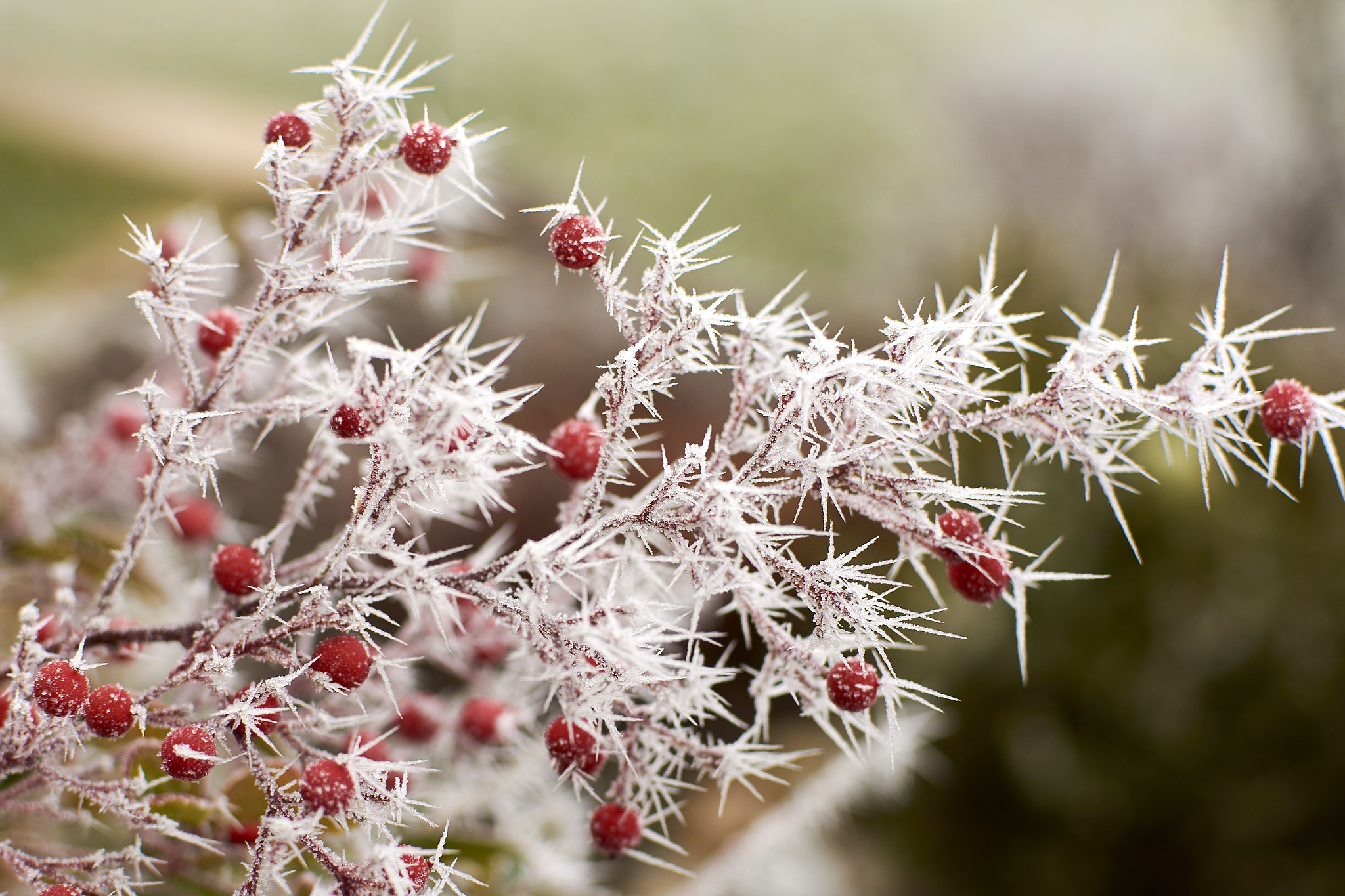 Nikon D7200 + Nikon AF-S DX Nikkor 35mm F1.8G sample photo. Red berries with an icy coating photography