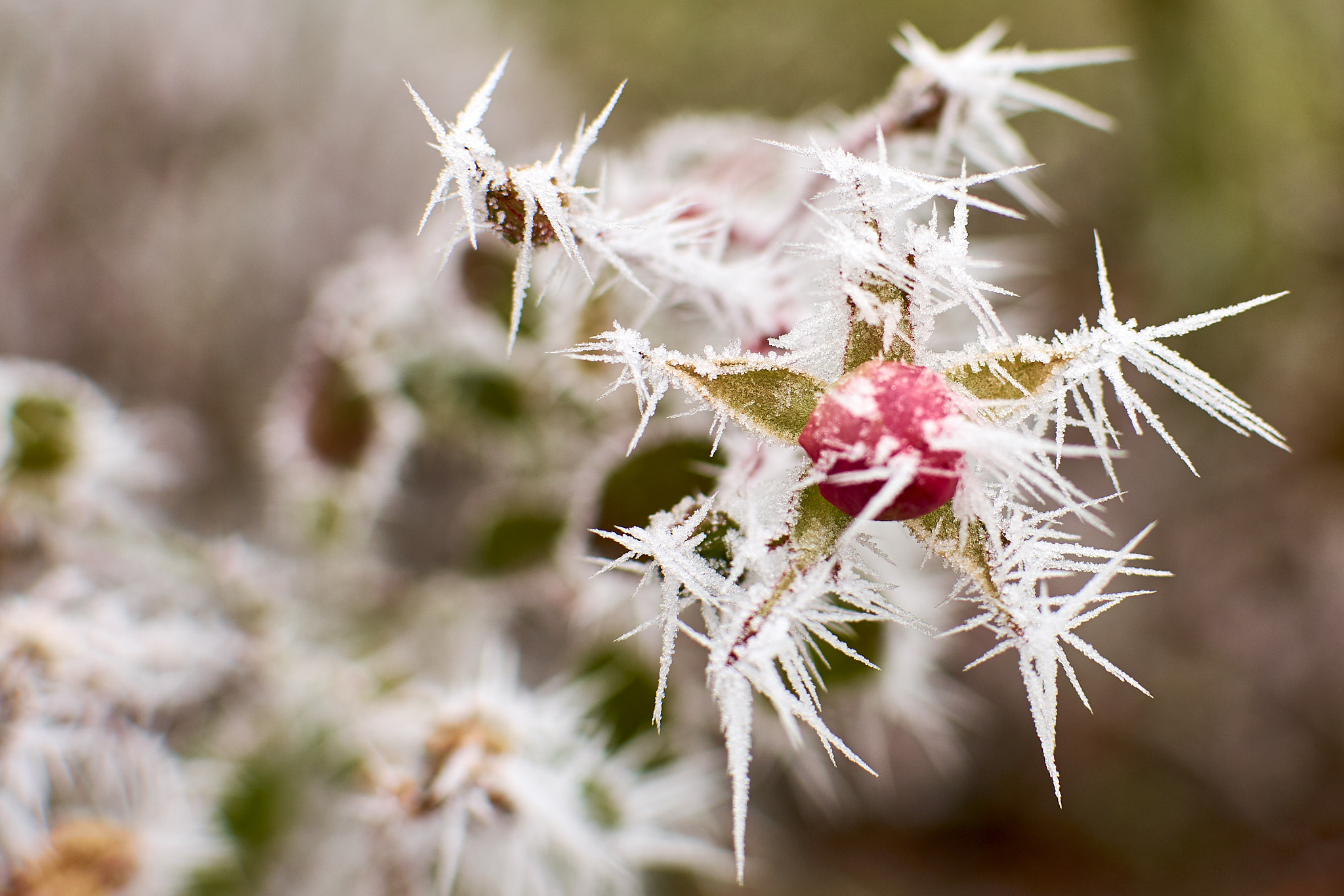 Nikon D7200 + Nikon AF-S DX Nikkor 35mm F1.8G sample photo. Every rose has its thorns - made of ice photography