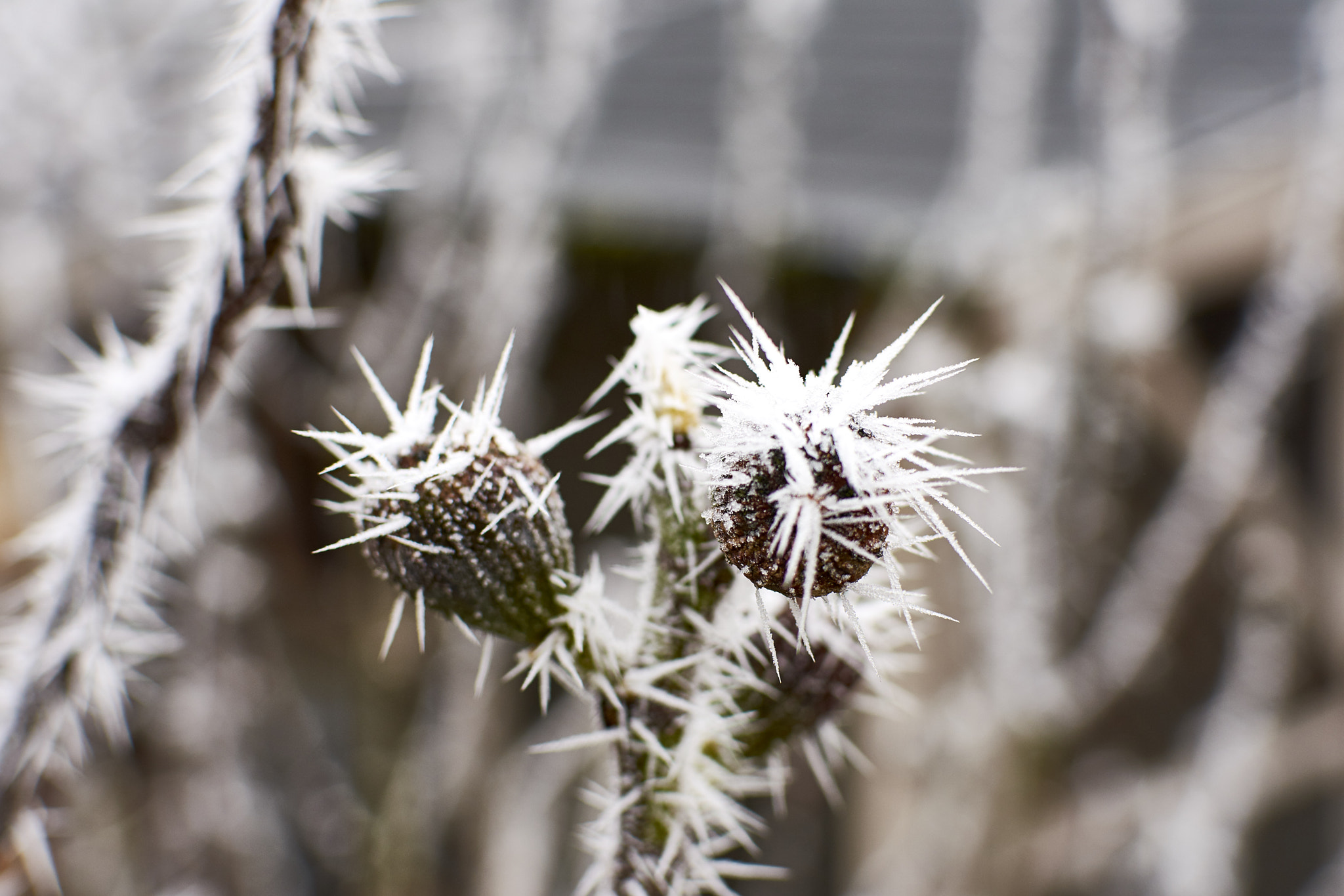 Nikon D7200 + Nikon AF-S DX Nikkor 35mm F1.8G sample photo. Figs with frost photography