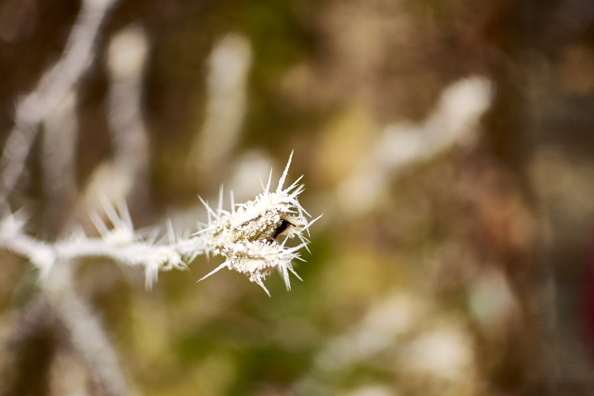 Nikon AF-S DX Nikkor 35mm F1.8G sample photo. Frozen frost on a magnolia's blossom photography
