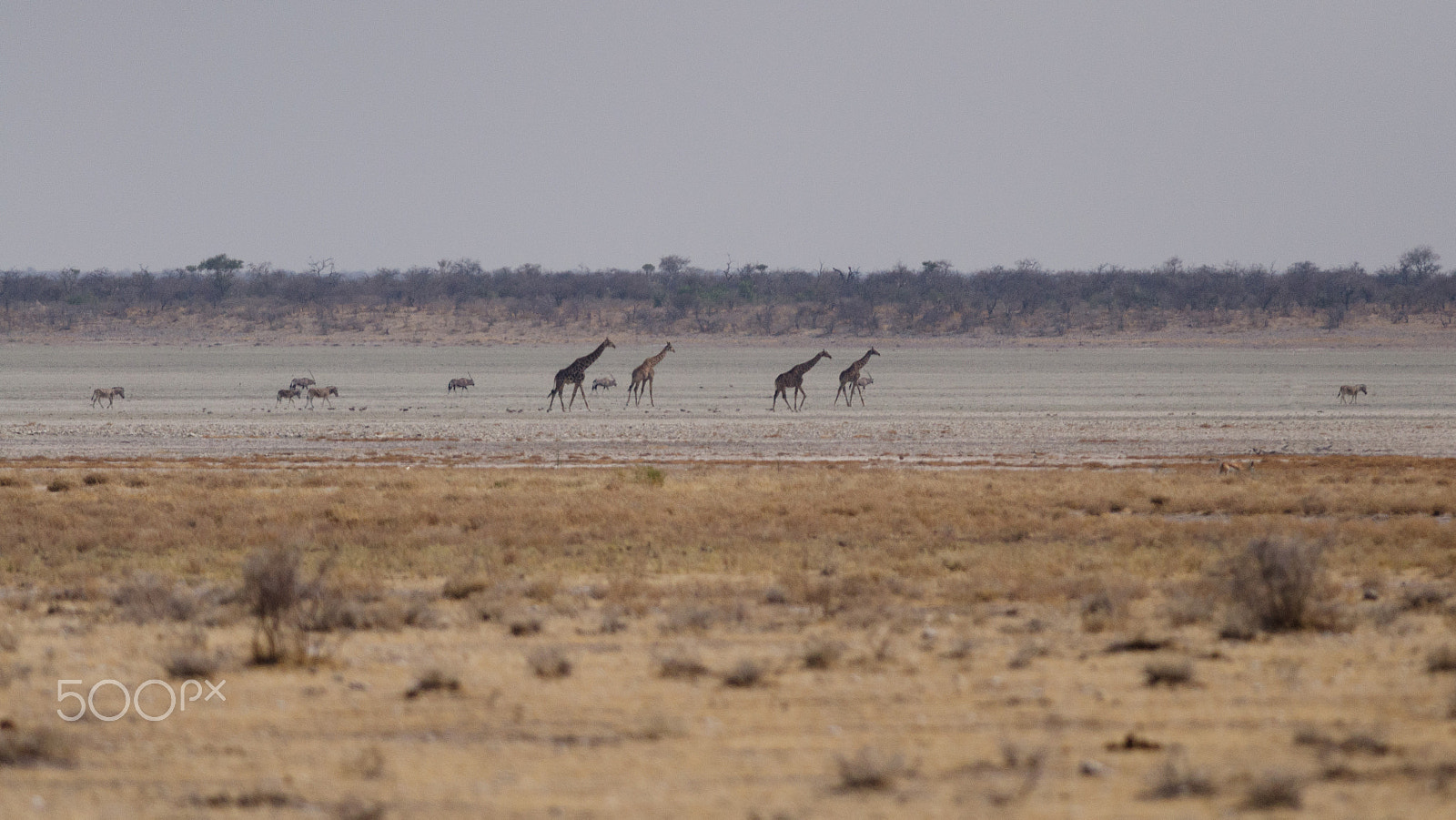 Nikon D7000 sample photo. Wild namibia photography