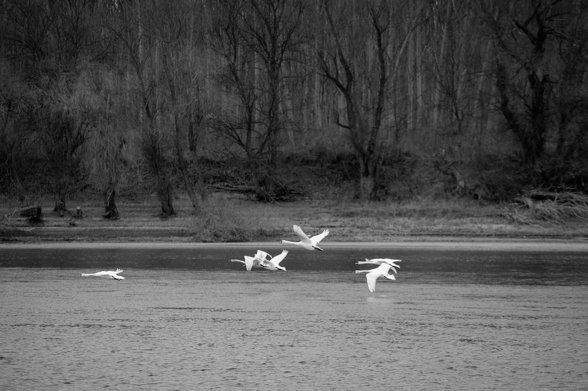 Nikon D90 + Sigma 50-150mm F2.8 EX APO DC HSM II sample photo. Swans photography