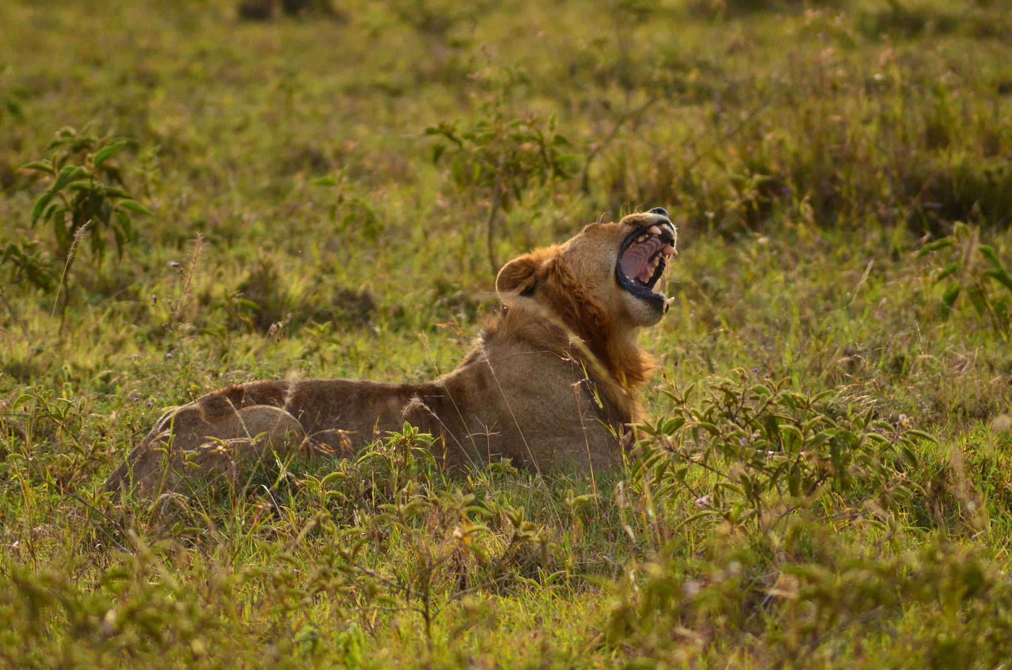 AF Zoom-Nikkor 70-300mm f/4-5.6D ED sample photo. Kenya photography
