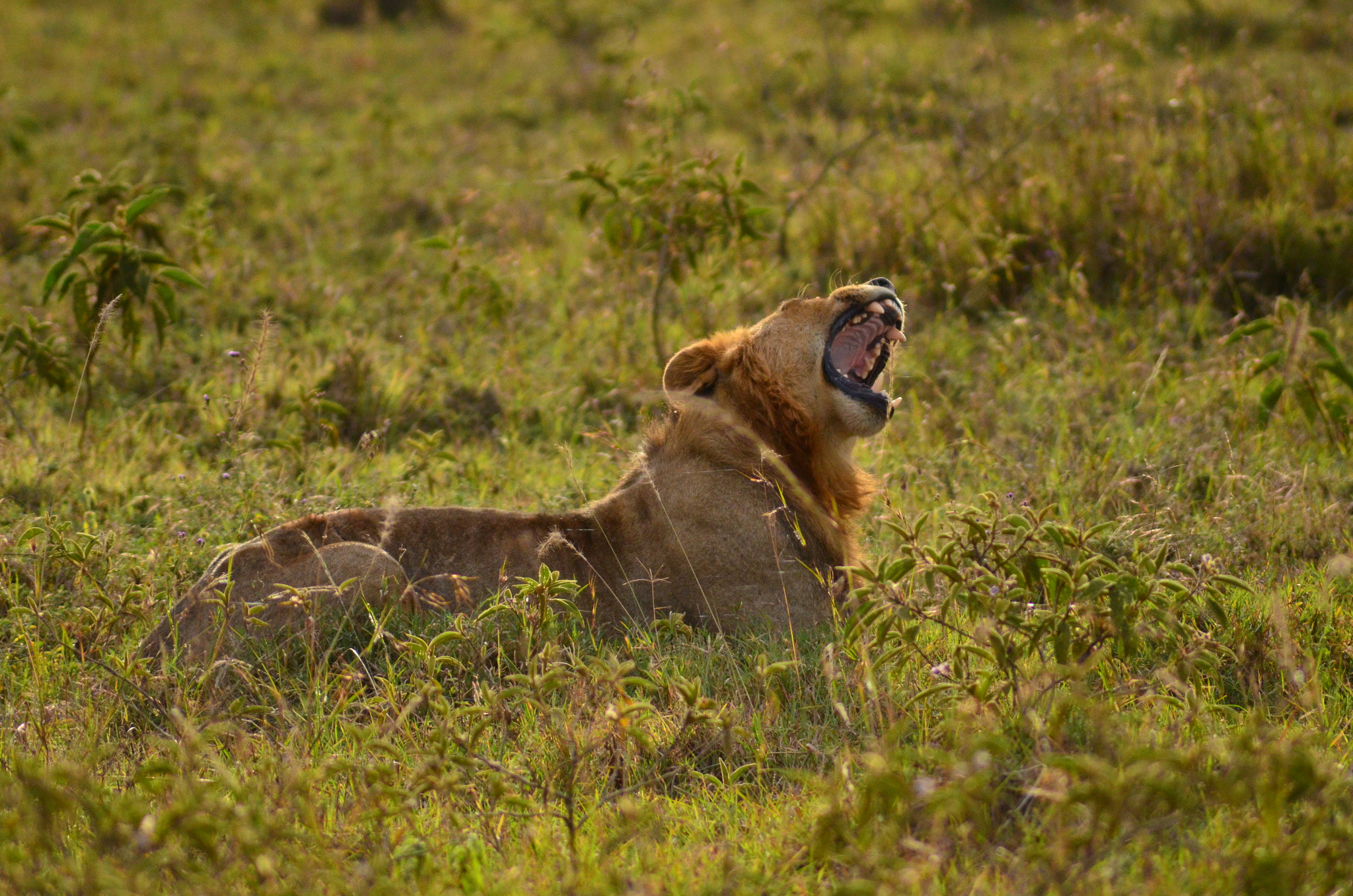 Nikon D7000 + AF Zoom-Nikkor 70-300mm f/4-5.6D ED sample photo. Kenya photography