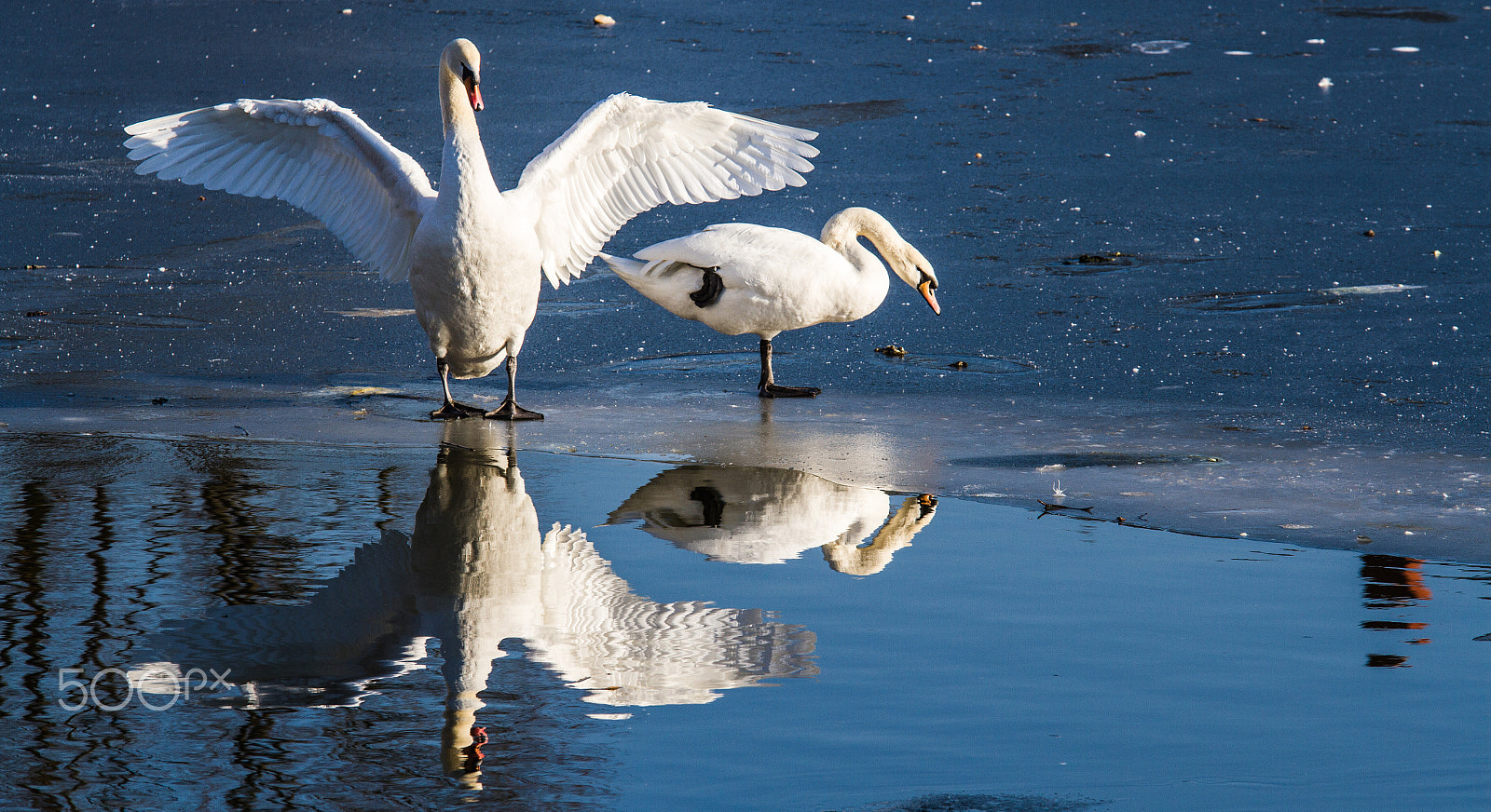 Sigma 70-200mm F2.8 EX DG OS HSM sample photo. Swan photography