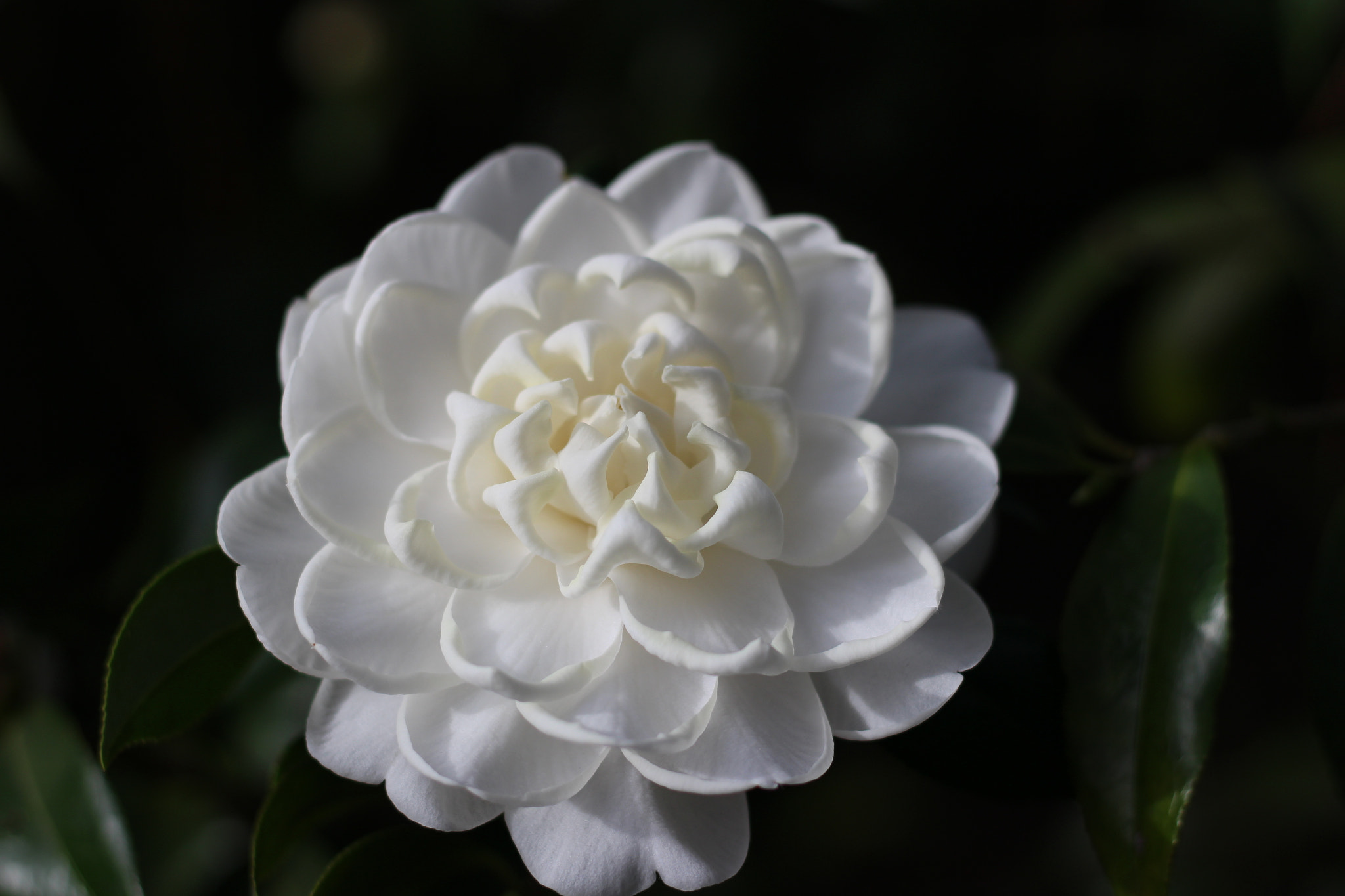 Canon EOS 100D (EOS Rebel SL1 / EOS Kiss X7) sample photo. Mary alice cox camellia photography