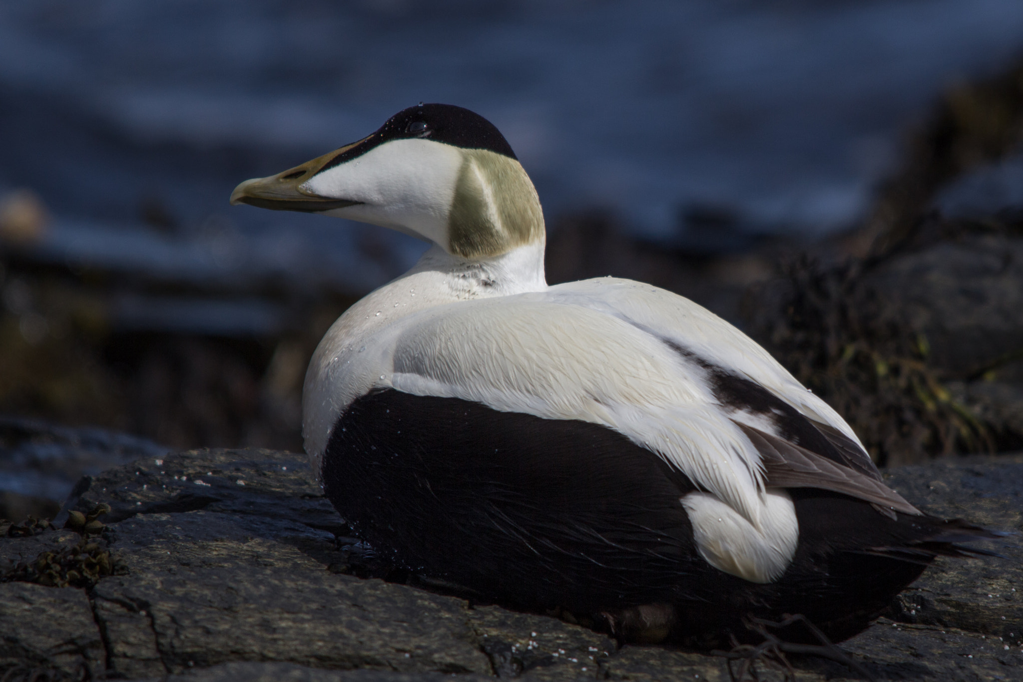 Sigma 150-500mm F5-6.3 DG OS HSM sample photo. Ærfugl (hann) photography