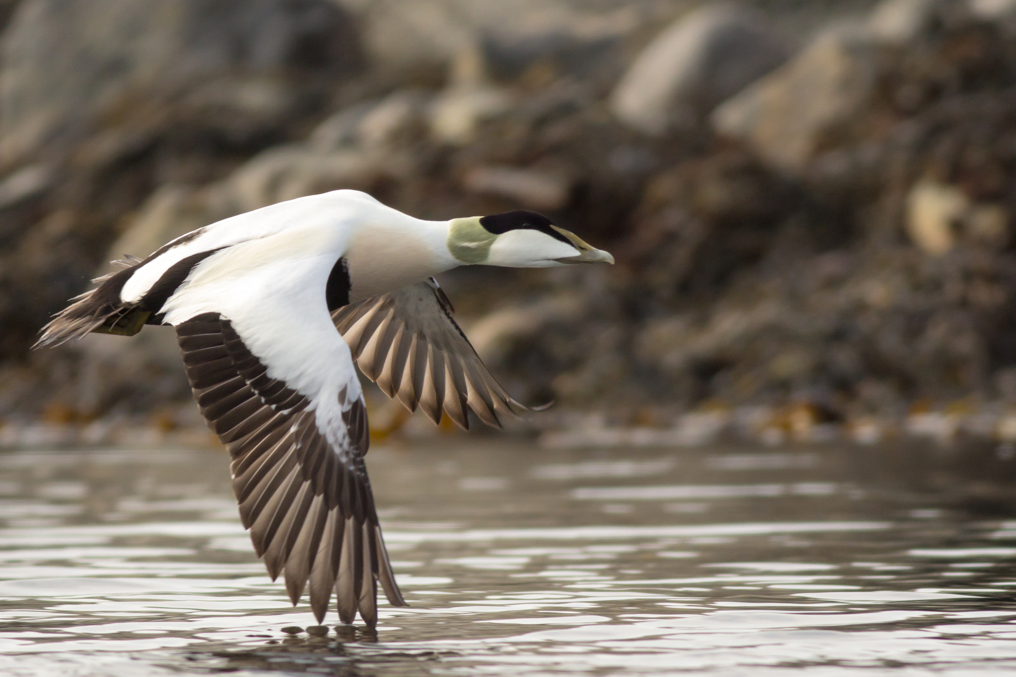 Canon EOS 60D + Canon EF 400mm F5.6L USM sample photo. Ærfugl(flyr lavt) photography