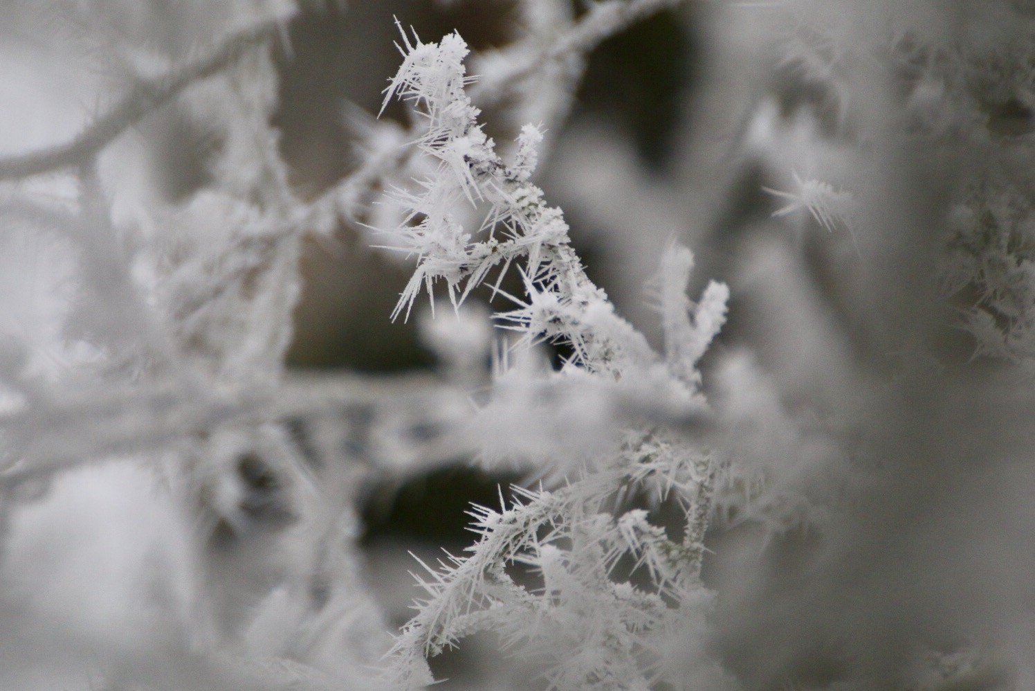 Canon 70-300mm sample photo