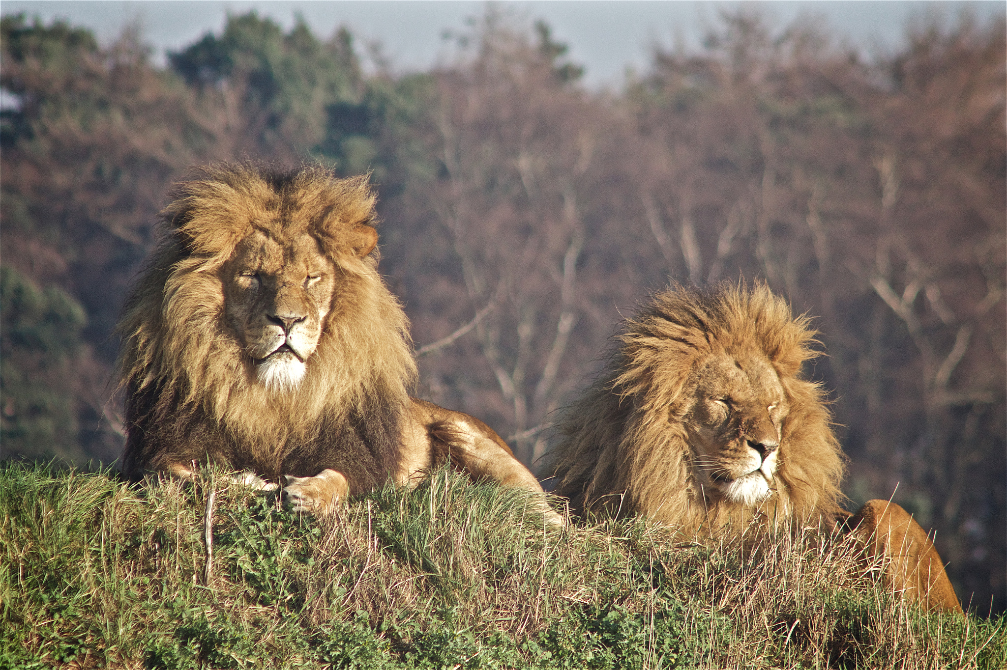 Canon EF 90-300mm F4.5-5.6 sample photo. Two reclining lions photography