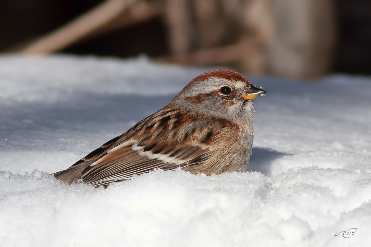 Canon EOS 40D + Canon EF 400mm F5.6L USM sample photo. American tree sparrow photography