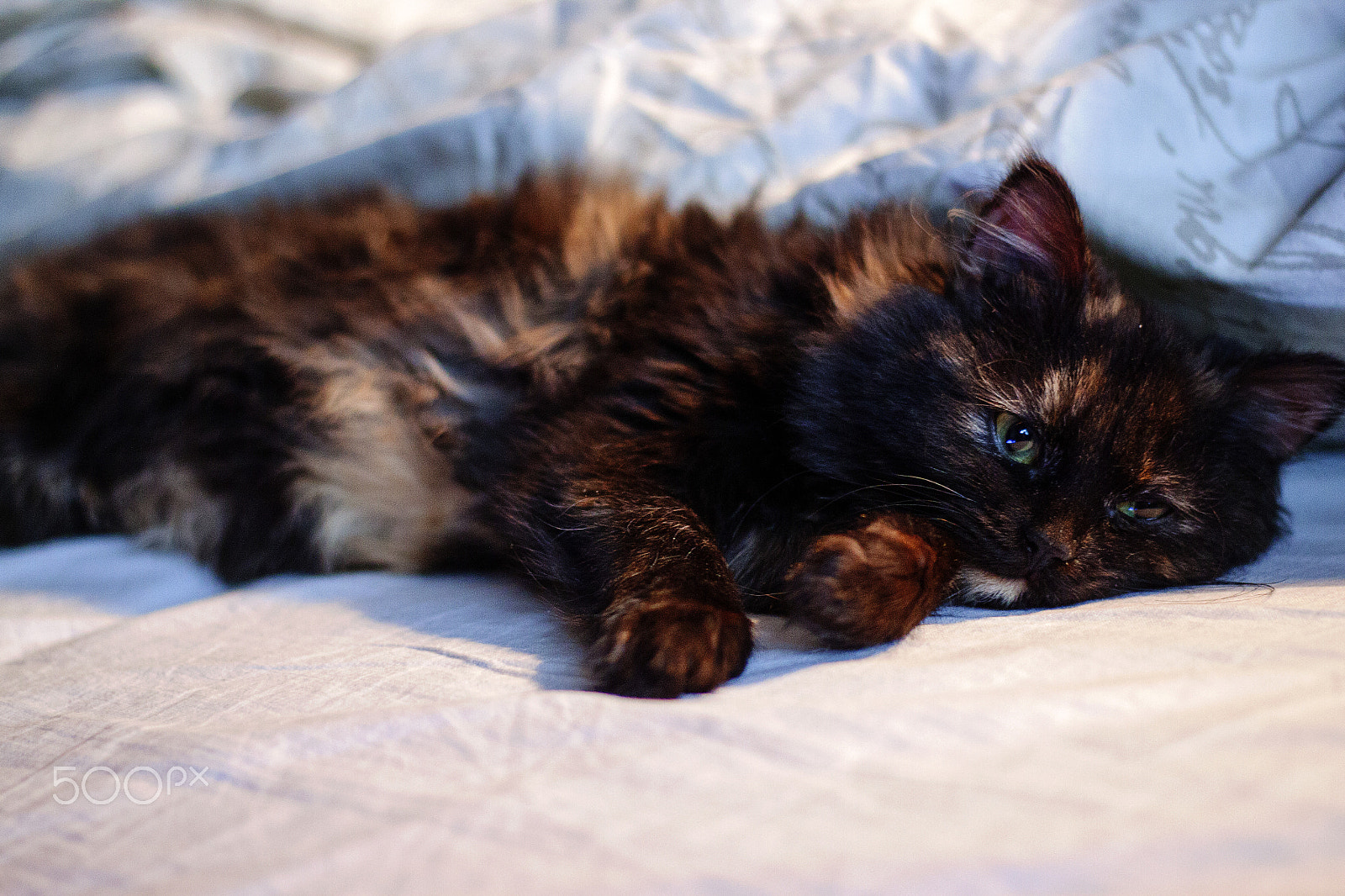 Canon EOS 500D (EOS Rebel T1i / EOS Kiss X3) sample photo. ***** photography