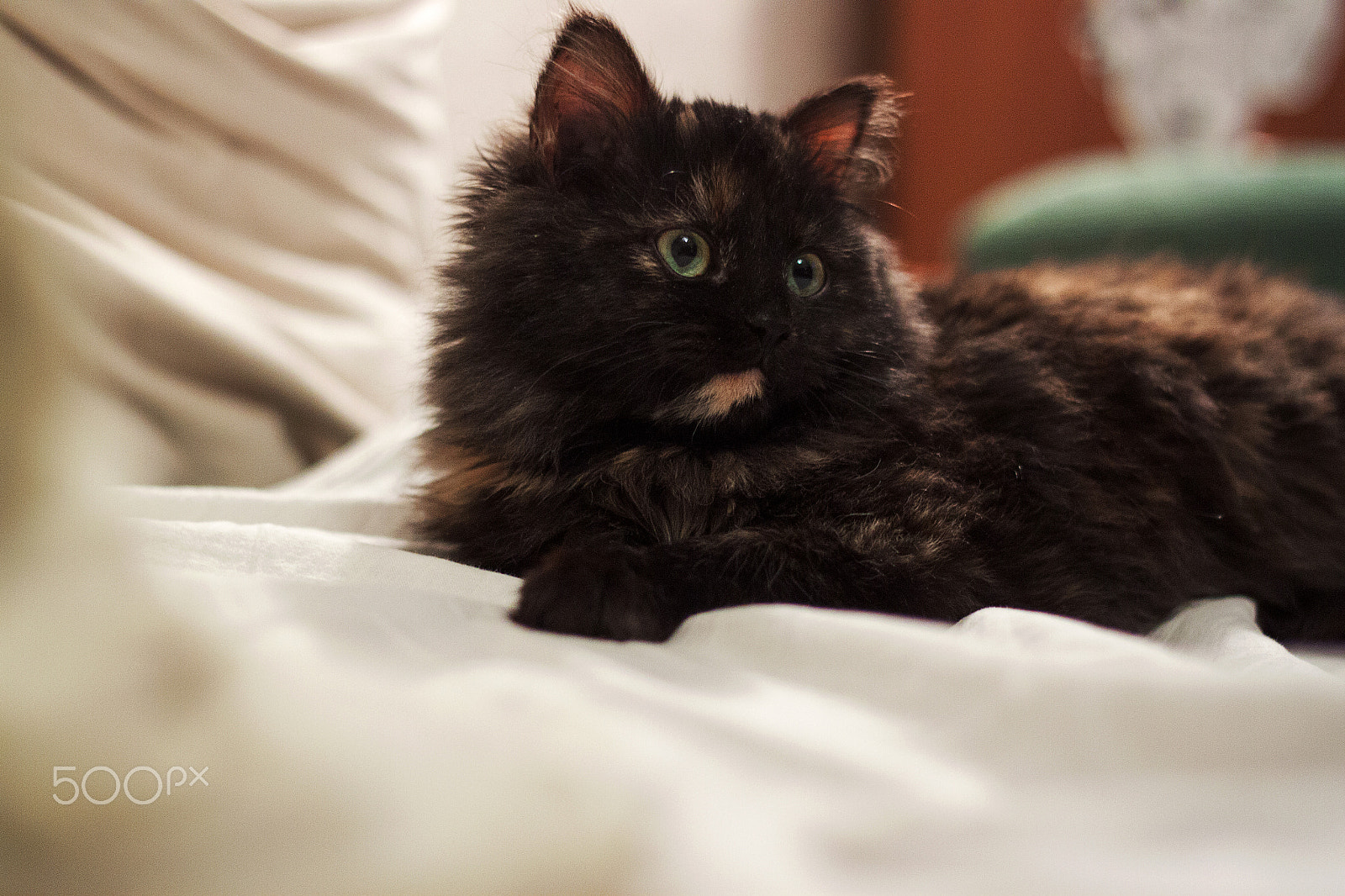 Canon EOS 500D (EOS Rebel T1i / EOS Kiss X3) sample photo. ***** photography