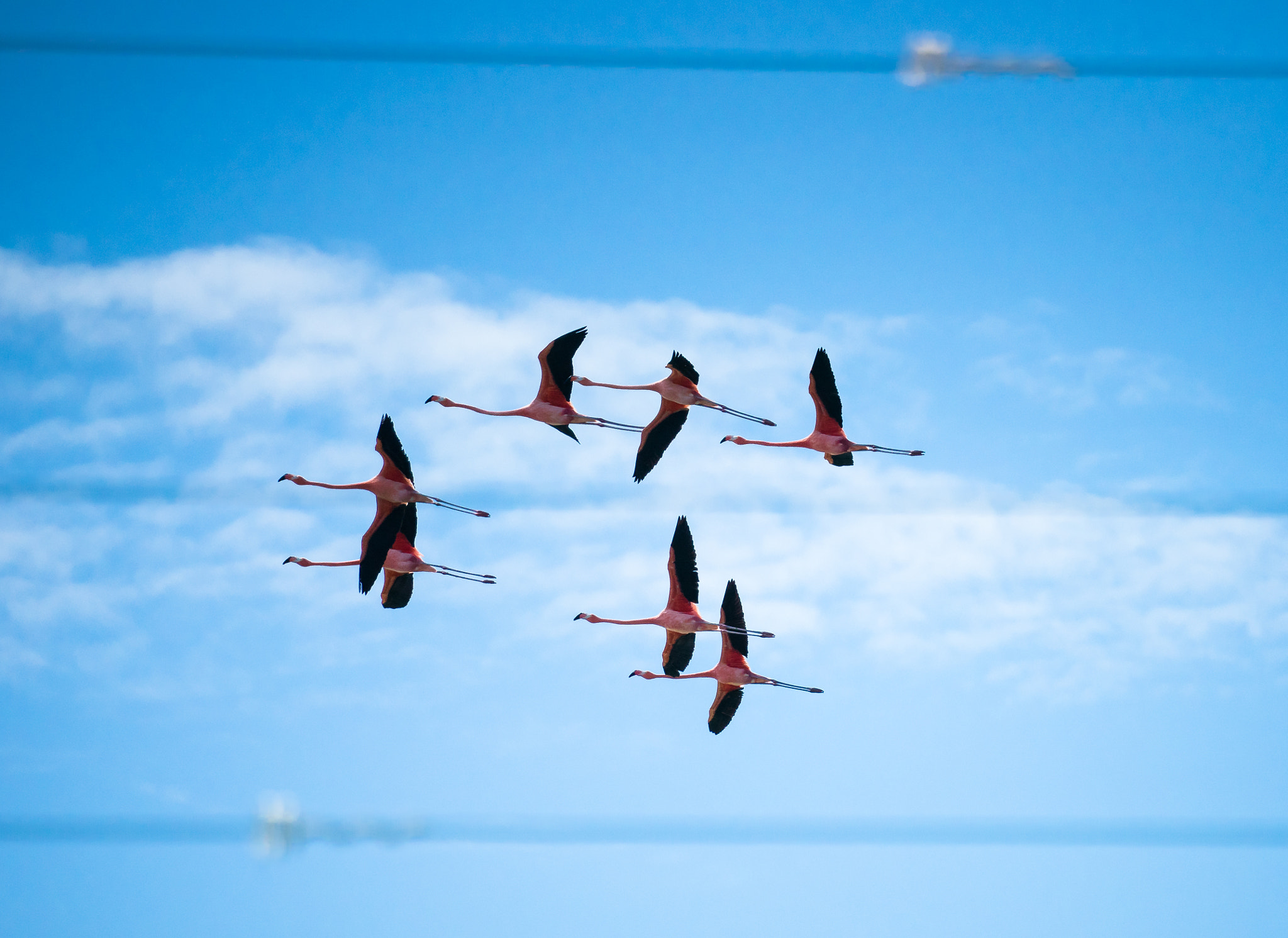Sony FE 70-300mm F4.5-5.6 G OSS sample photo. Flamingos photography