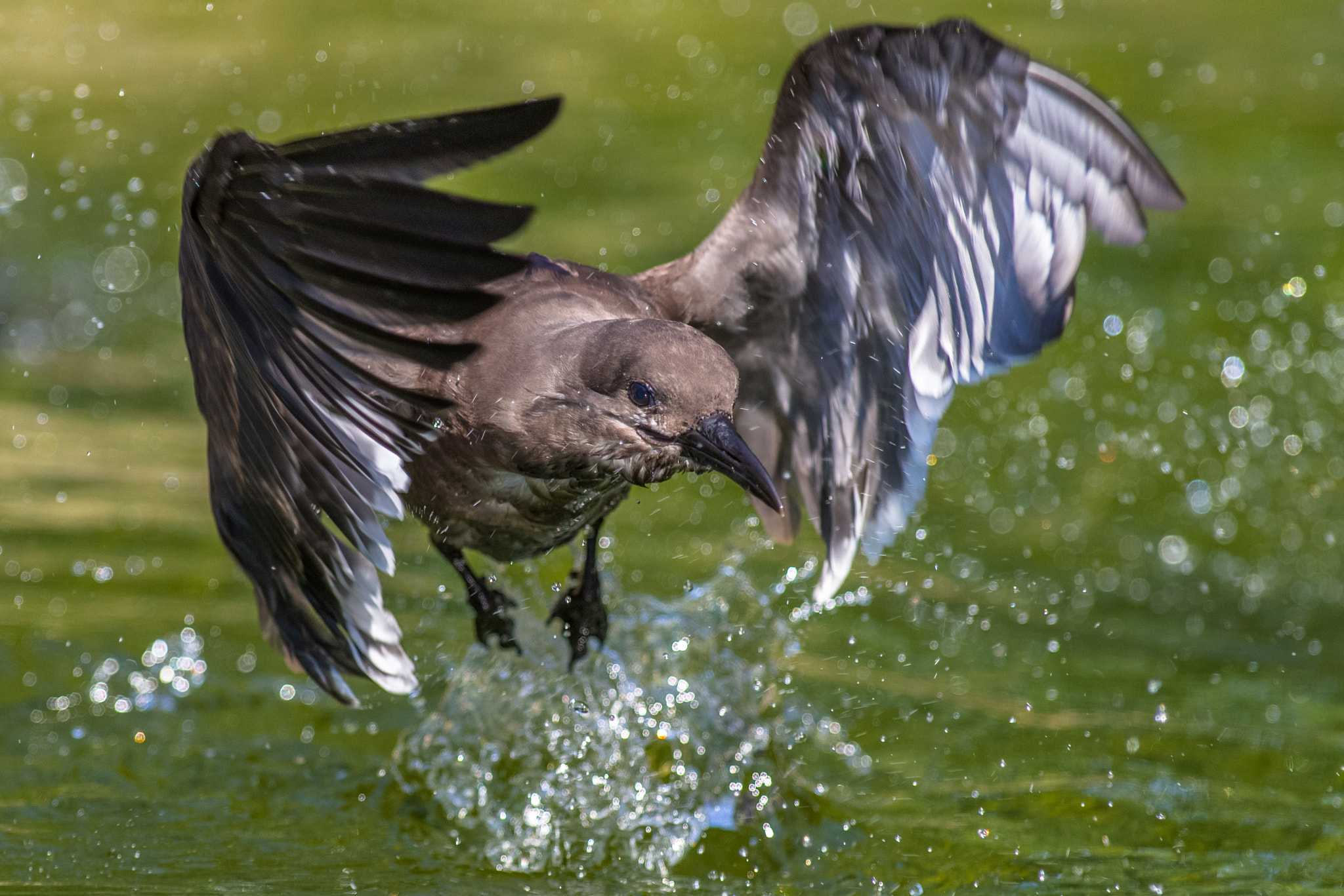 Pentax K-1 sample photo. Action photography