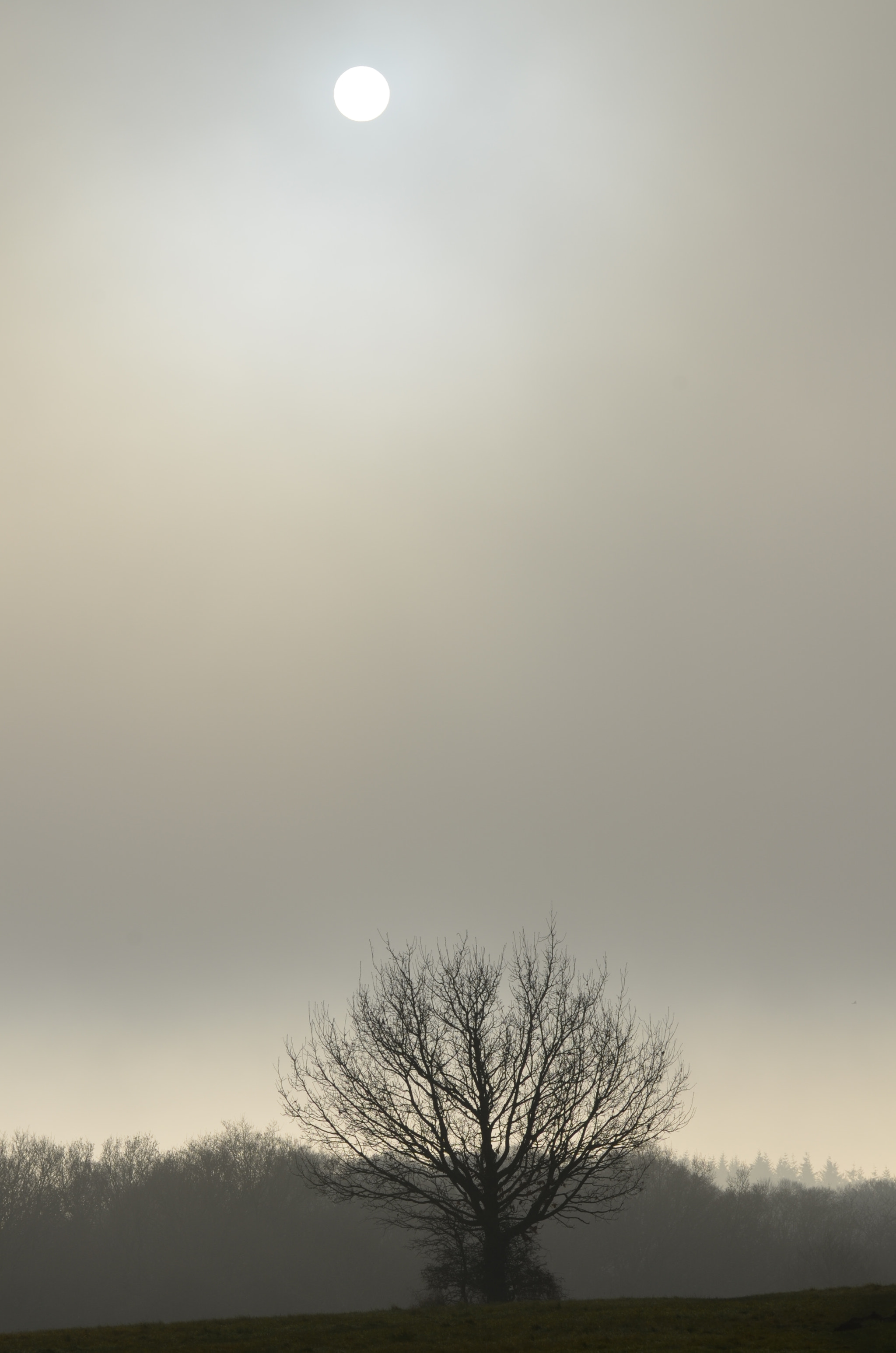 Sigma 105mm F2.8 EX DG OS HSM sample photo. Sun & fog photography