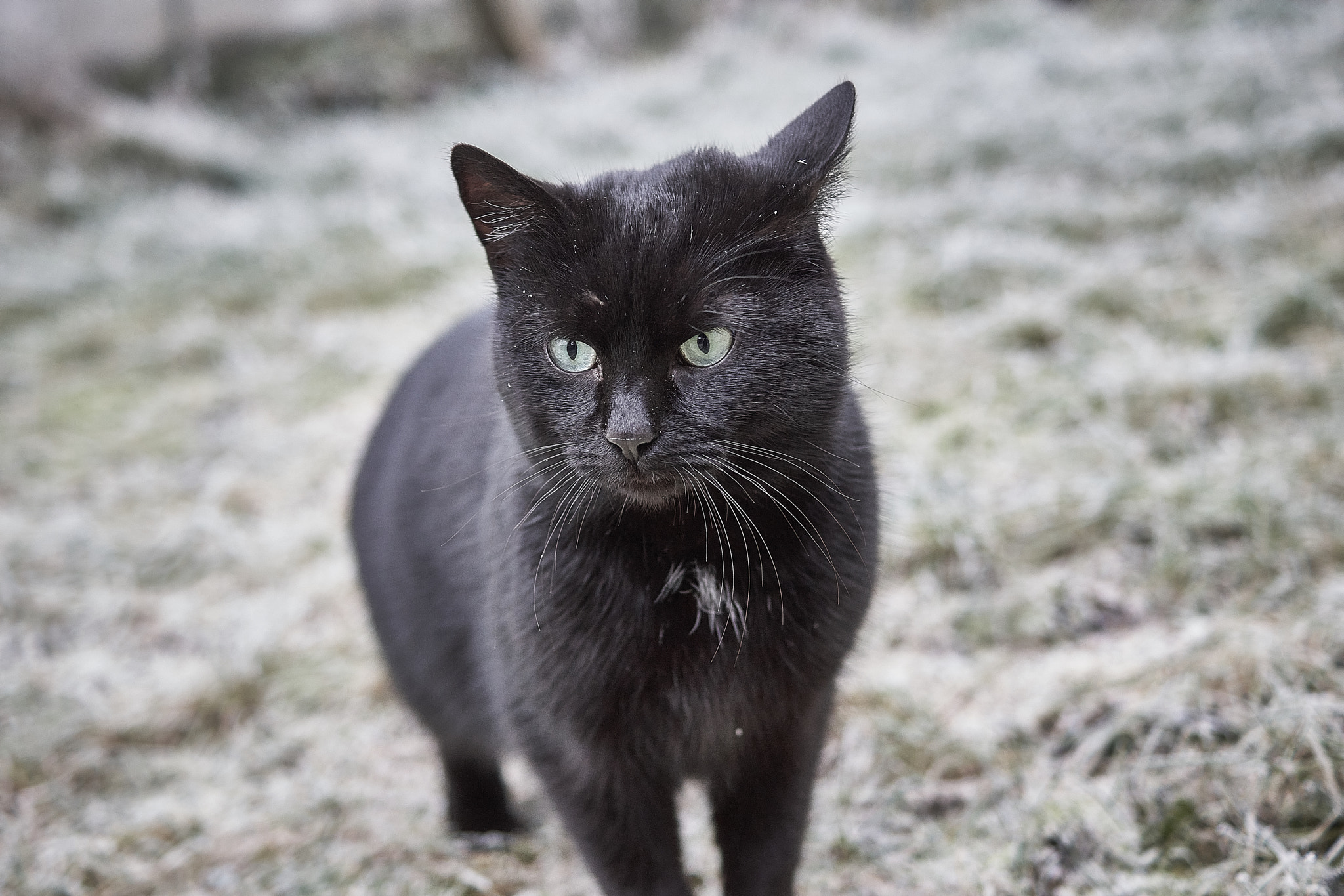 Sony a6000 + Sony DT 35mm F1.8 SAM sample photo. Black cat in the ice photography