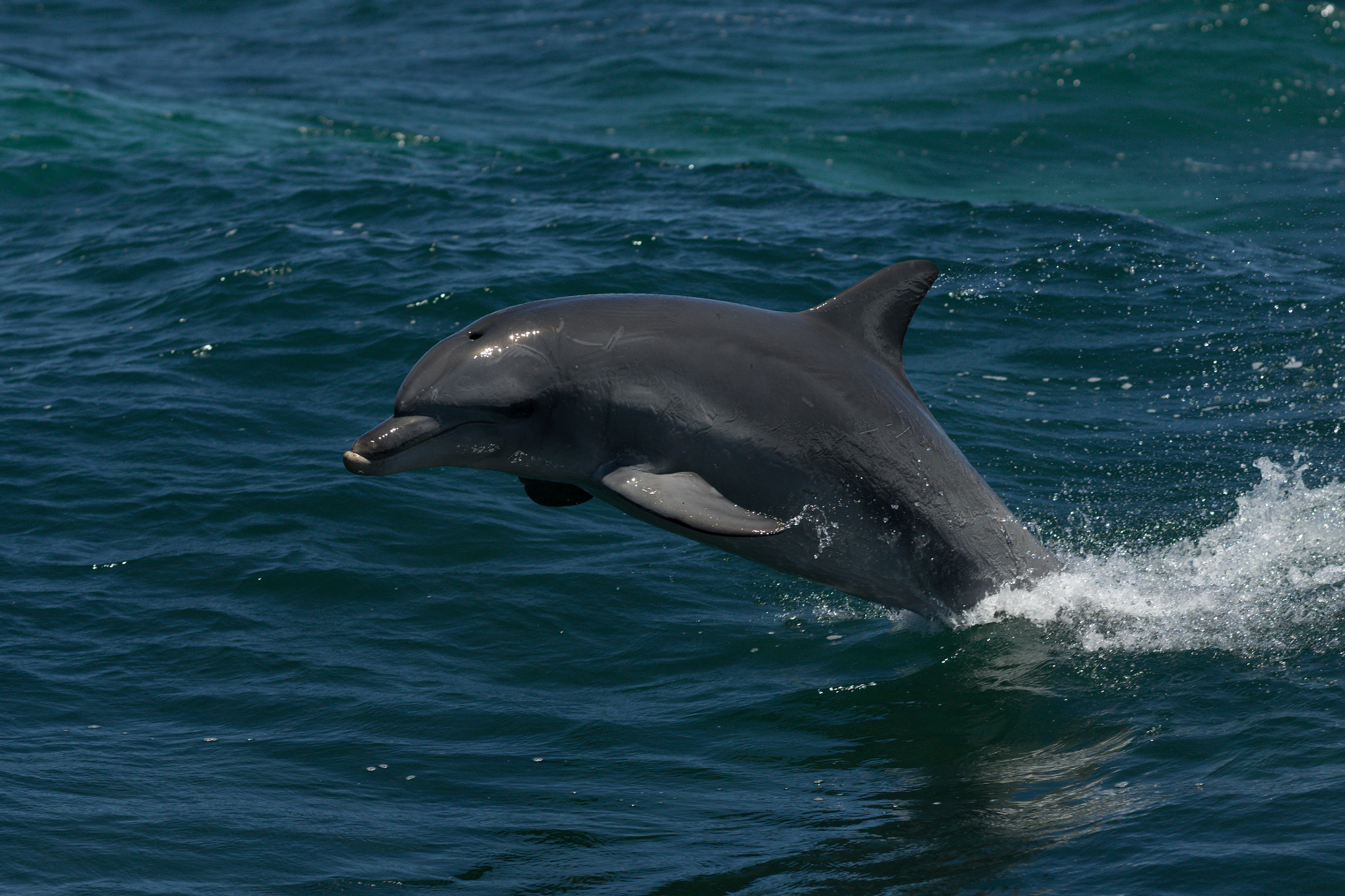 Sony FE 85mm F1.4 GM sample photo. Dolphin leaping photography