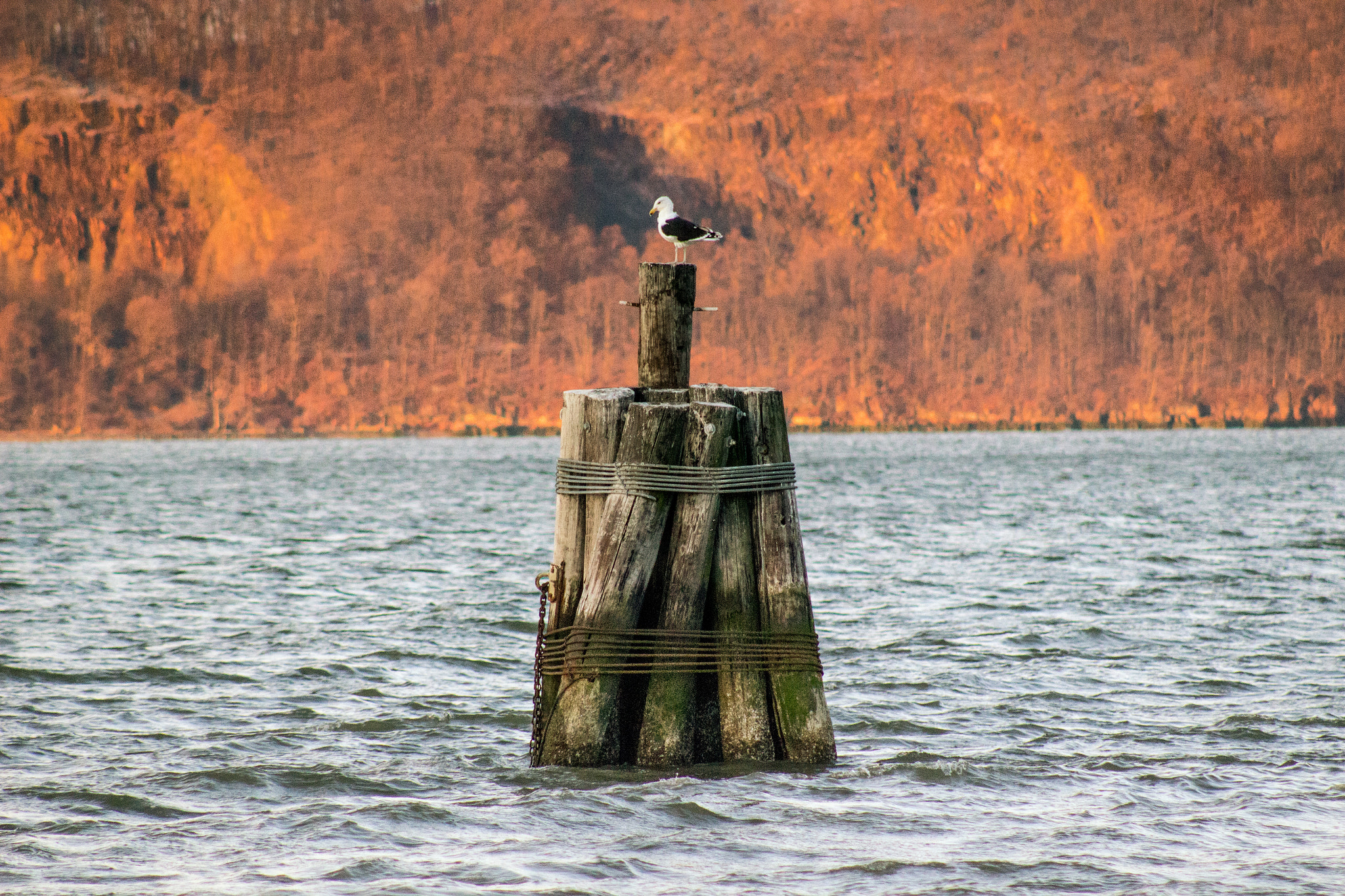 Canon EF 75-300mm f/4-5.6 USM sample photo. Seagull on the hudson photography