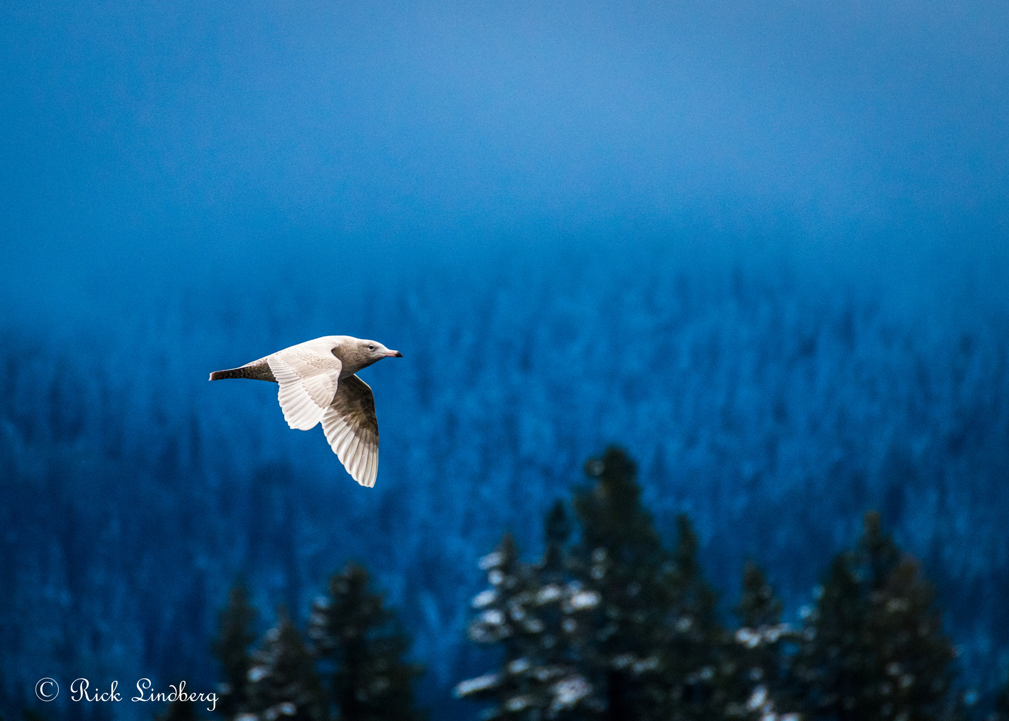 Pentax K-50 sample photo. Take flight photography