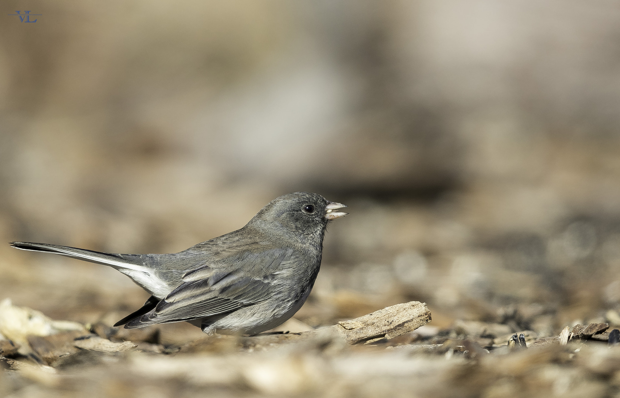 Canon EOS-1D X Mark II + Canon EF 600mm F4L IS II USM sample photo. Low photography