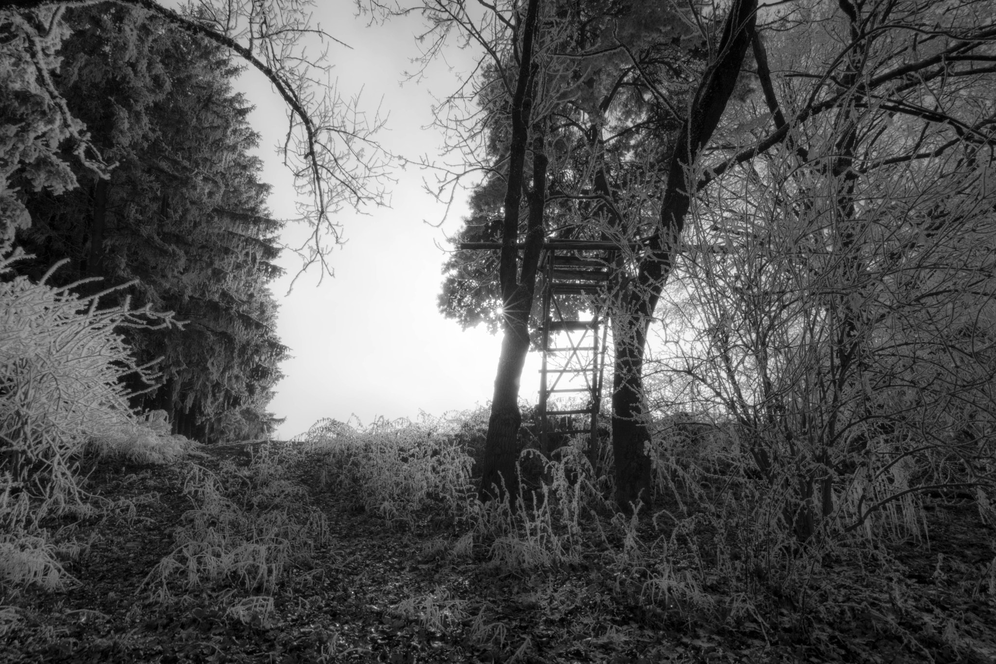 Pentax K-S1 sample photo. Monochromatic frost photography