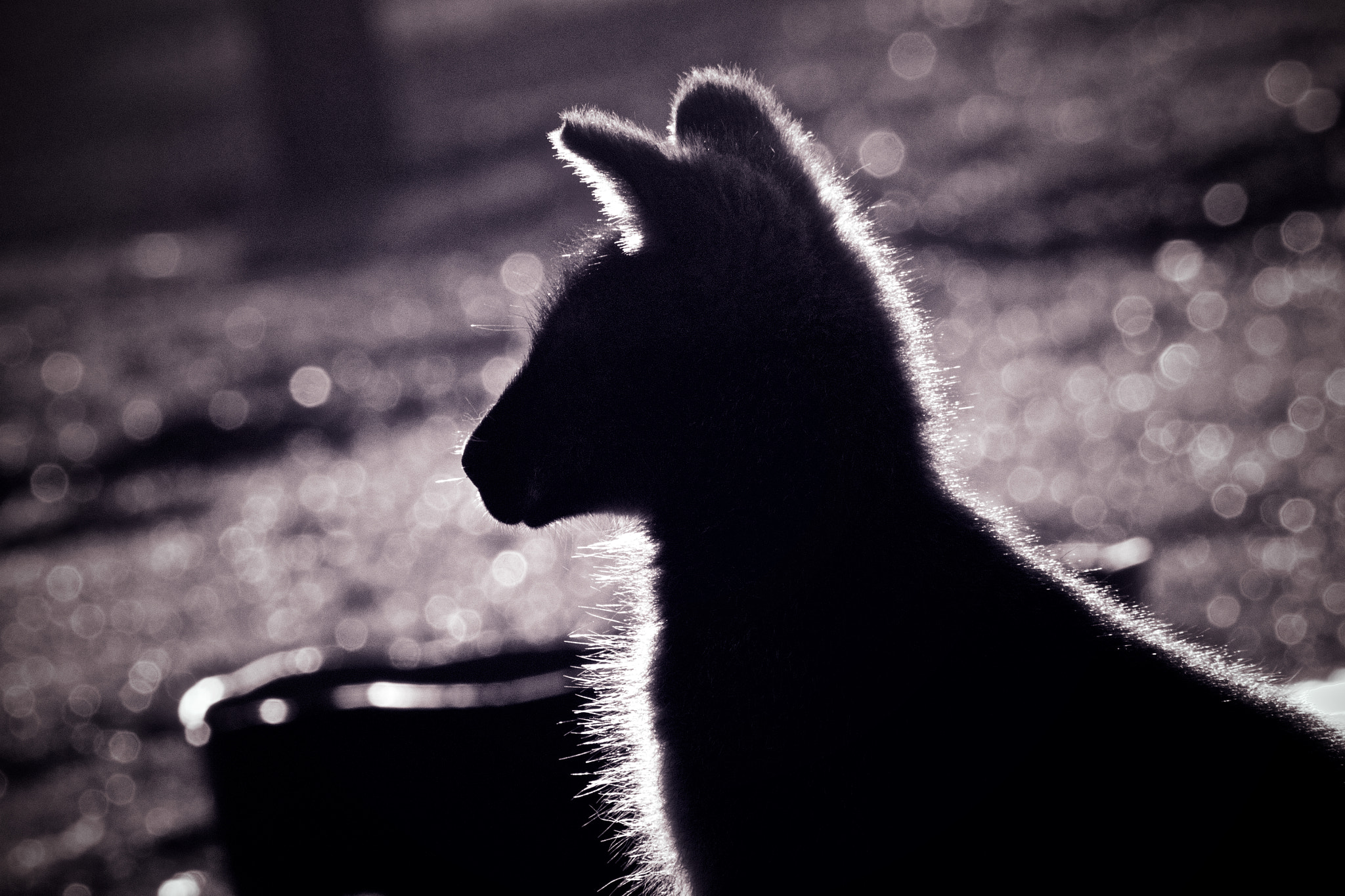 Canon EF 90-300mm F4.5-5.6 sample photo. A wallaby in the winter sun photography