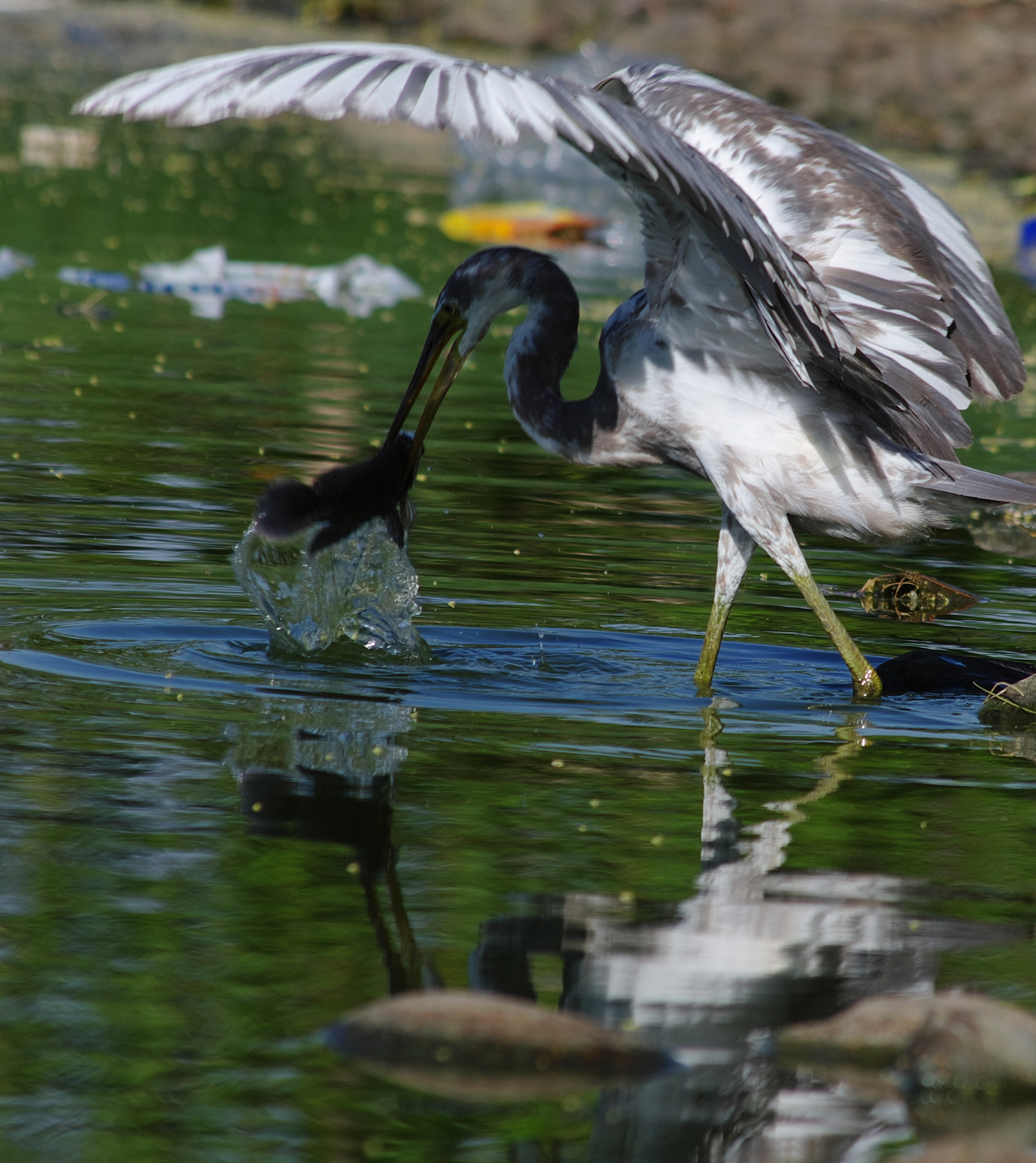 Pentax K-7 + smc PENTAX-DA L 55-300mm F4-5.8 ED sample photo. Wjm photography