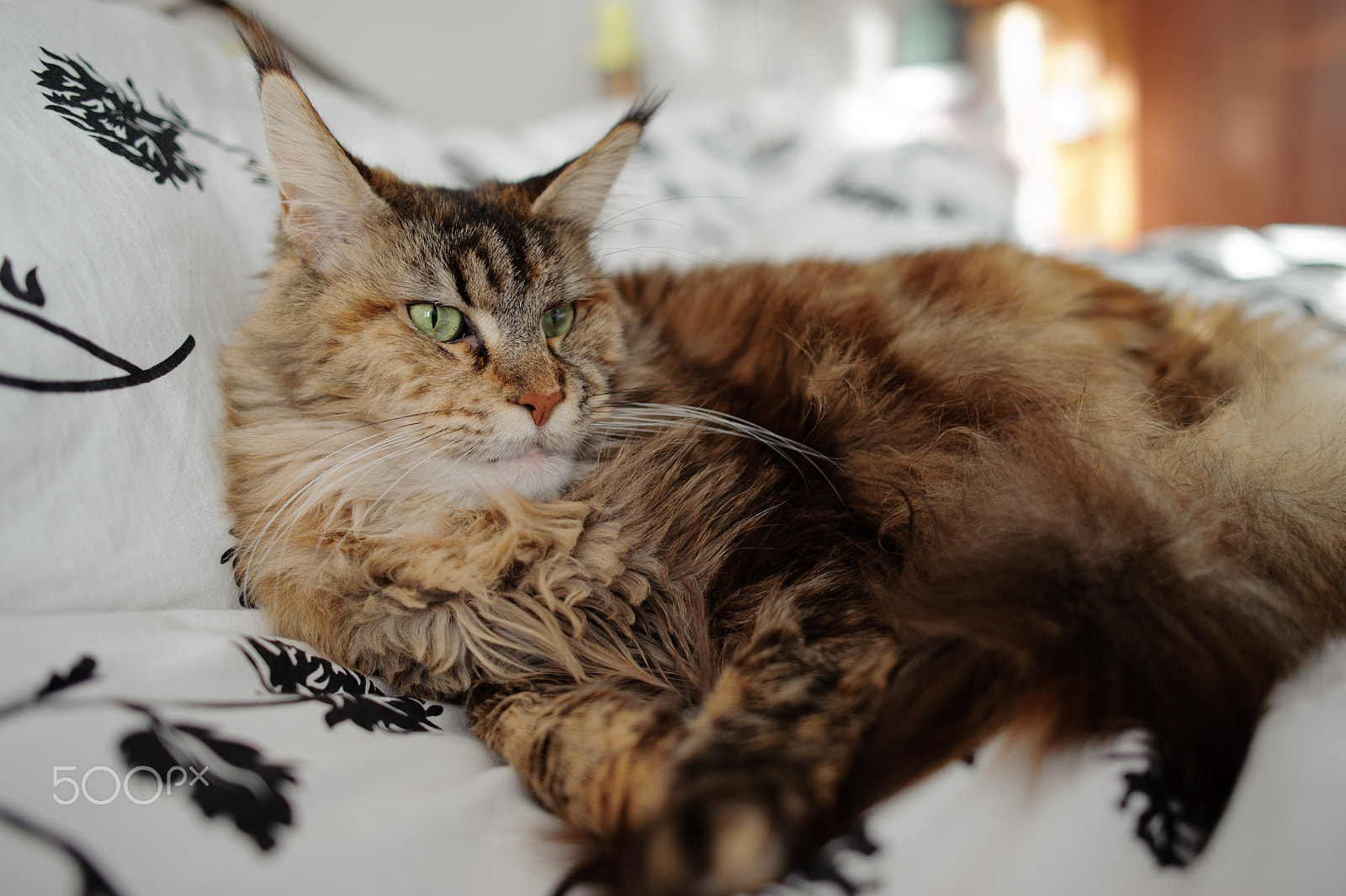 Nikon D700 + Nikon AF-S Nikkor 28mm F1.8G sample photo. Maine coon photography