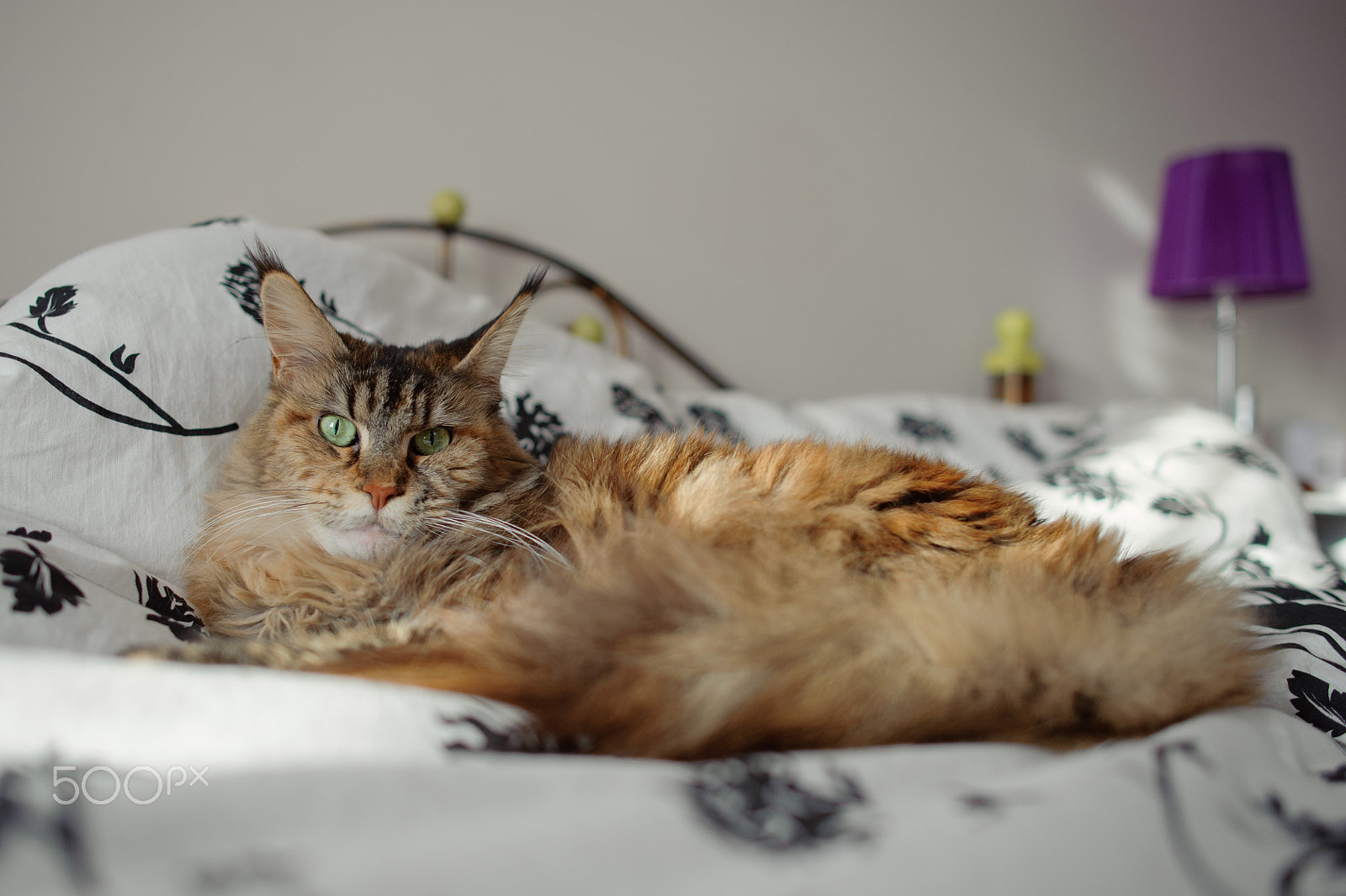 Nikon D700 + Nikon AF-S Nikkor 28mm F1.8G sample photo. Maine coon photography