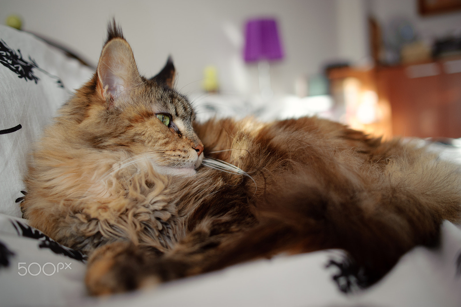 Nikon D700 + Nikon AF-S Nikkor 28mm F1.8G sample photo. Maine coon photography