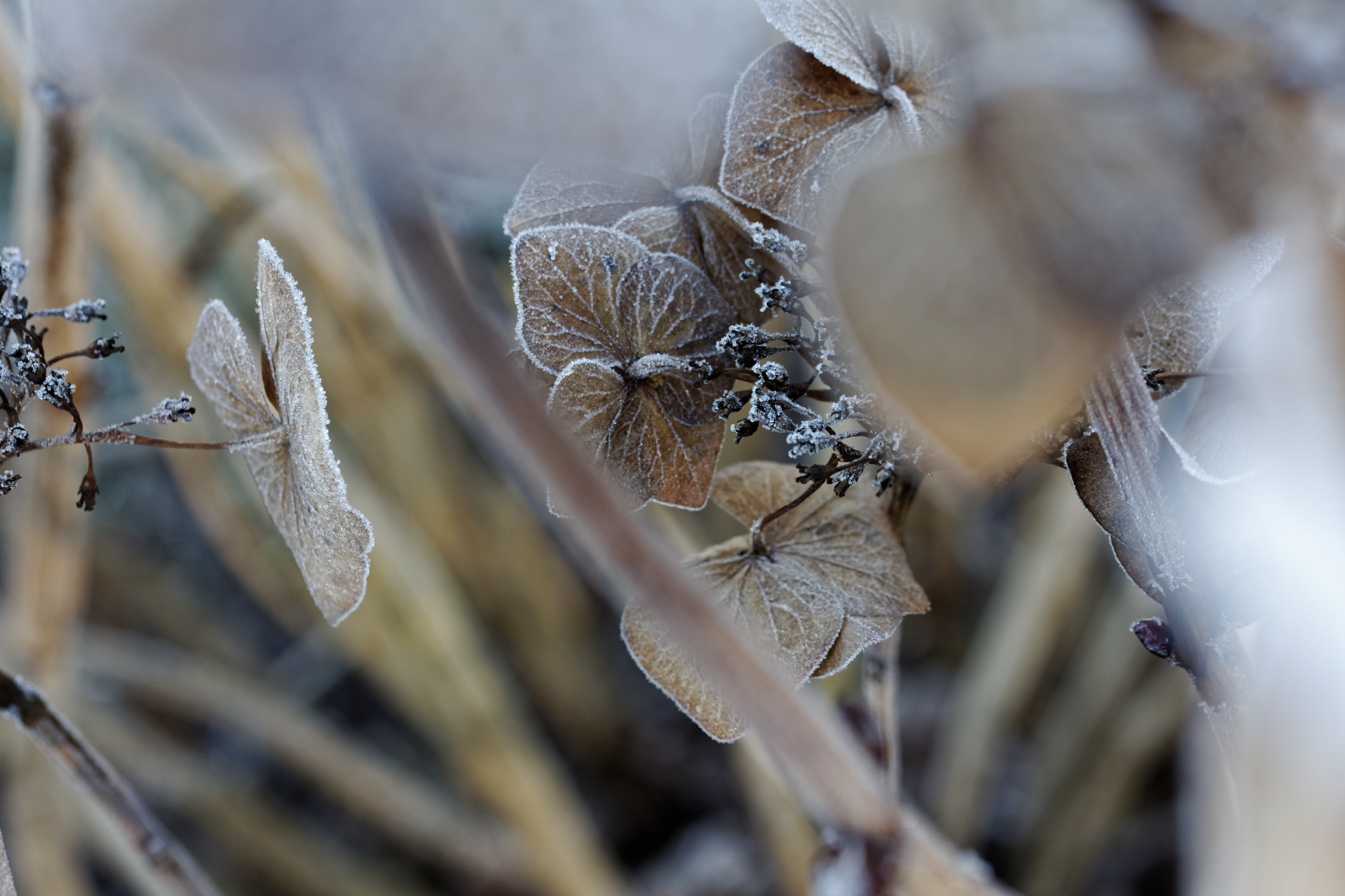 Tamron SP AF 60mm F2 Di II LD IF Macro sample photo. Frostige blüten photography