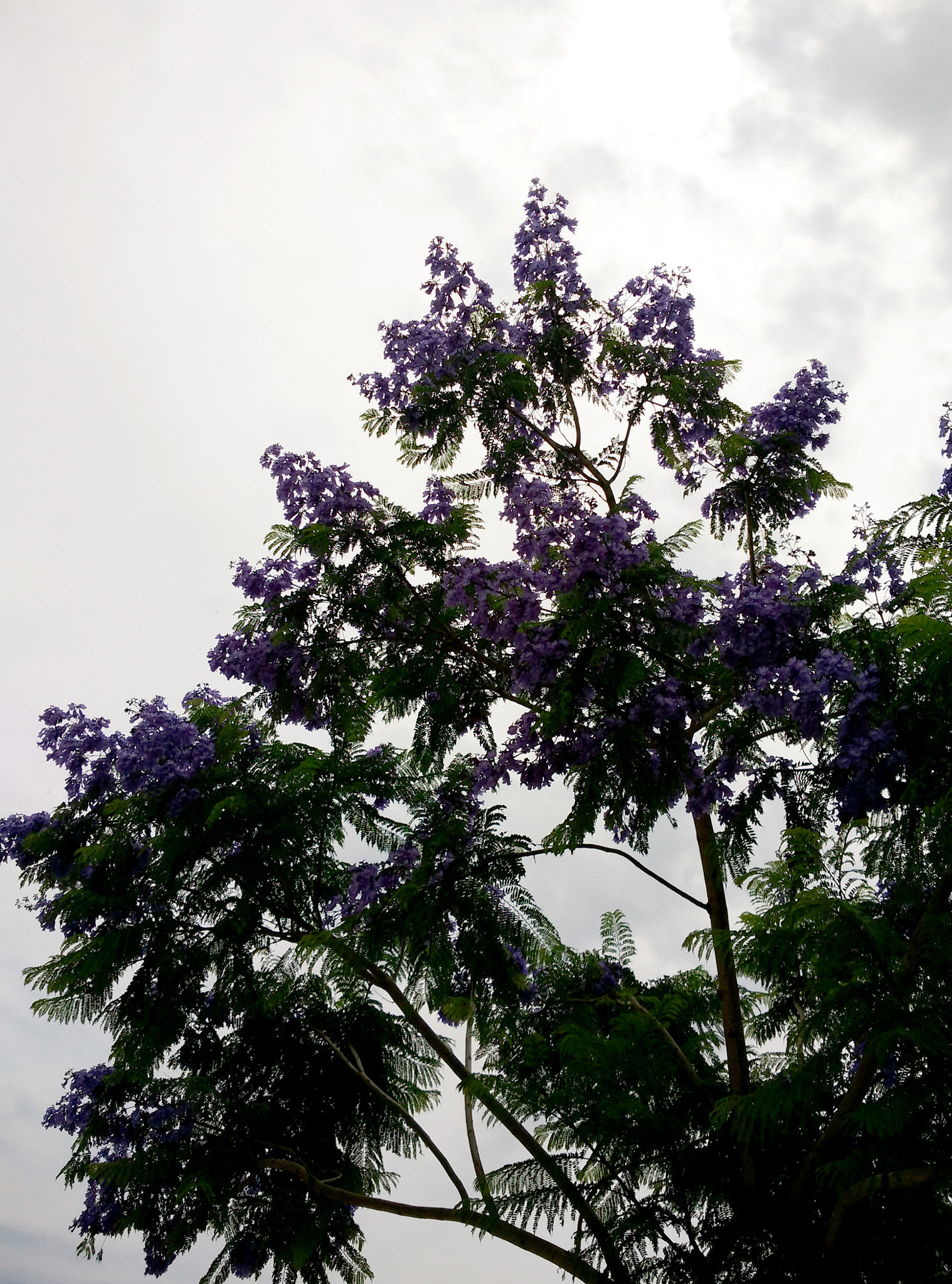 Xiaomi MI4 sample photo. Light&colors photography