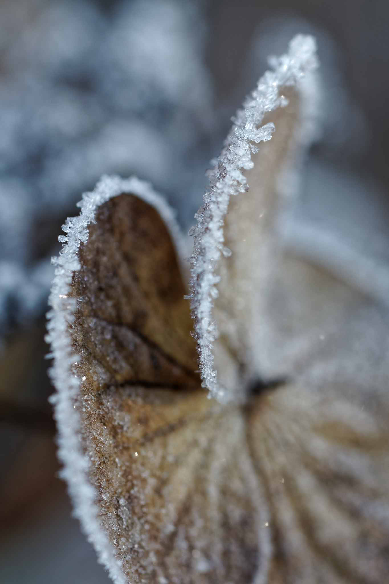 Tamron SP AF 60mm F2 Di II LD IF Macro sample photo. Frostige blüten photography