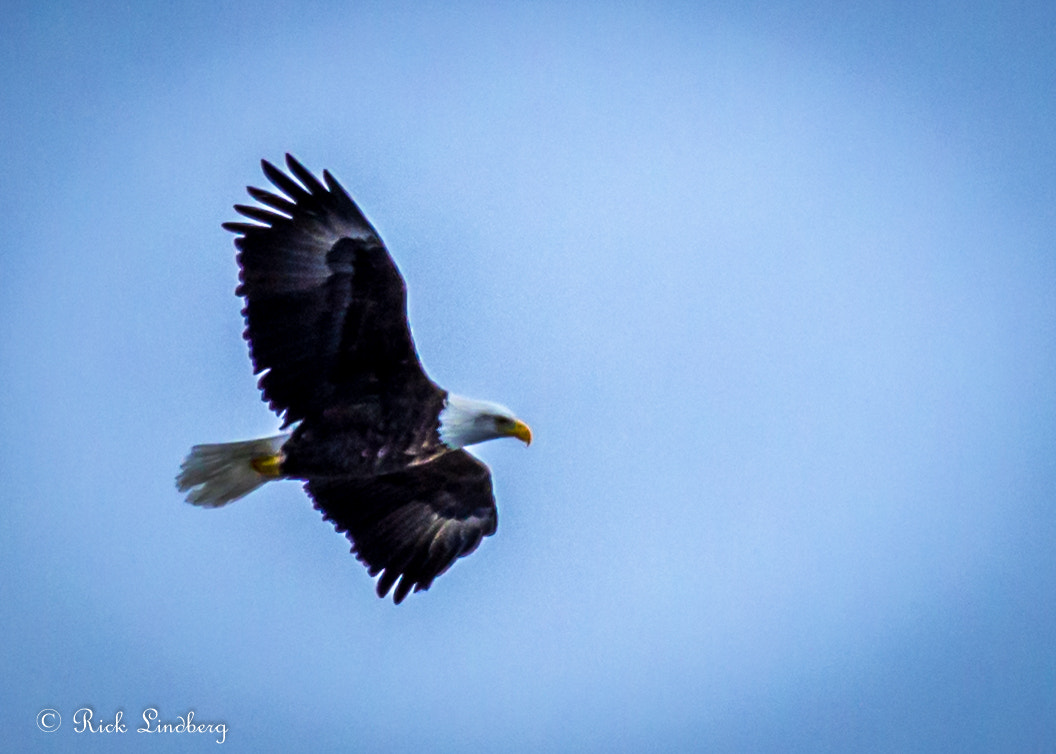 Pentax K-50 sample photo. The eagle photography