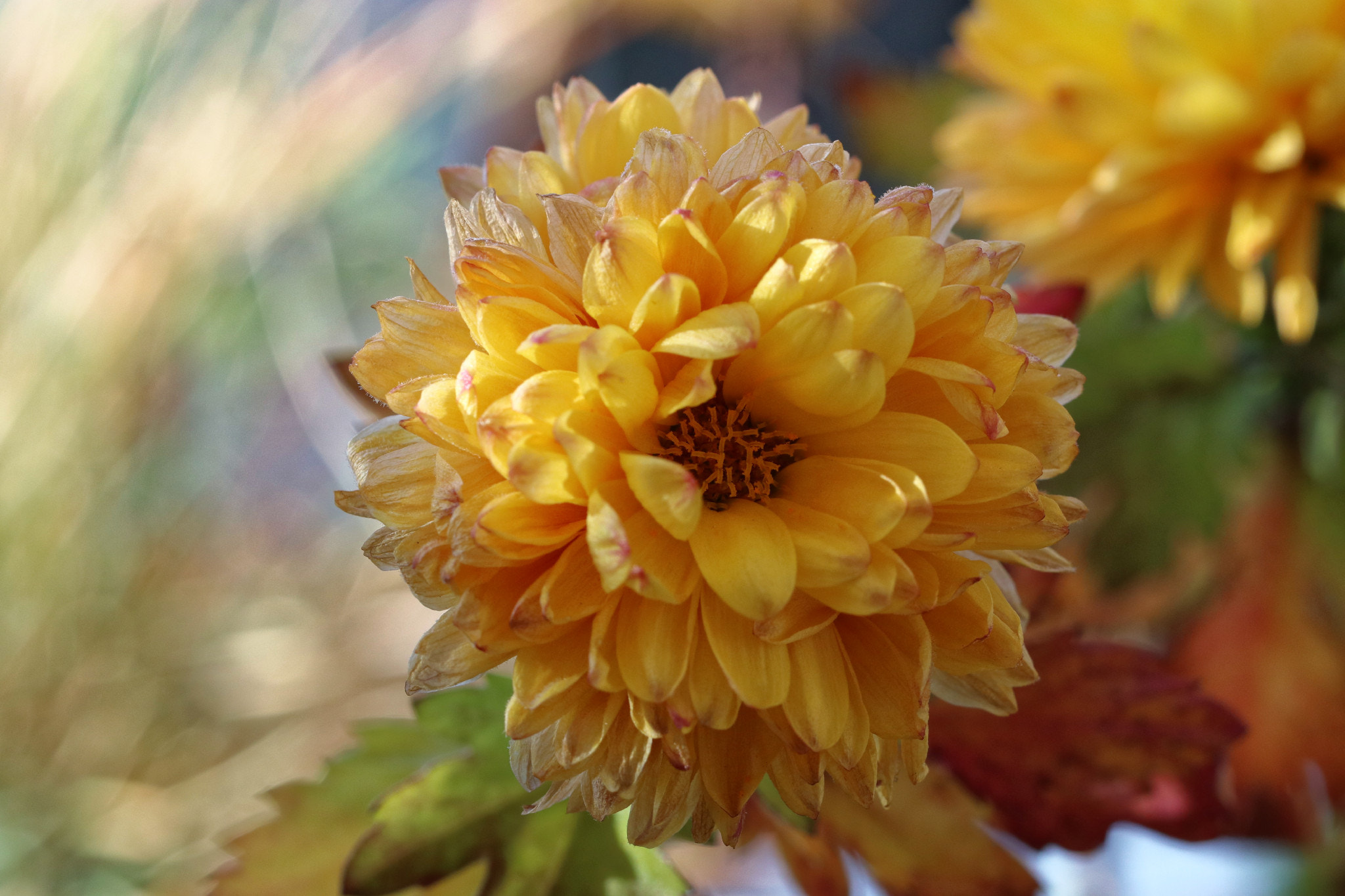 Canon EOS M5 sample photo. Flower photography