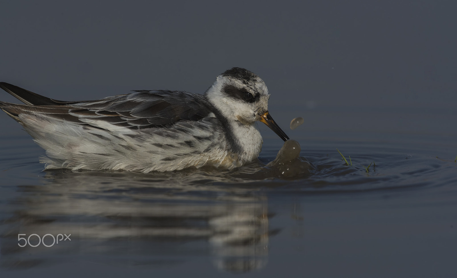 Nikon D750 + Nikon AF-S Nikkor 500mm F4G ED VR sample photo. Red phalarope photography