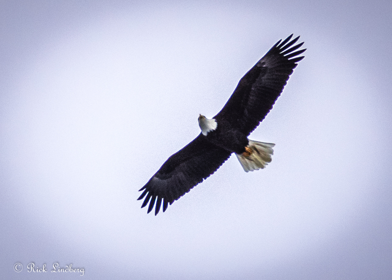 Pentax K-50 sample photo. On the hunt photography